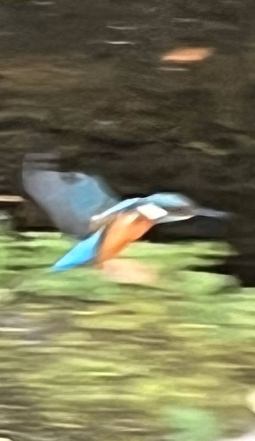 FullSizeRender.jpg