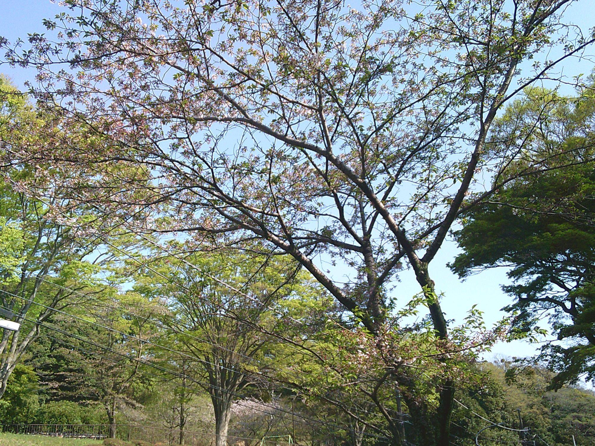 ゆきお 花より団子 SHIBUYA サクラサク 富士 サクラ開花情報2025】ソメイヨシノほか、園内の桜たちは葉桜と