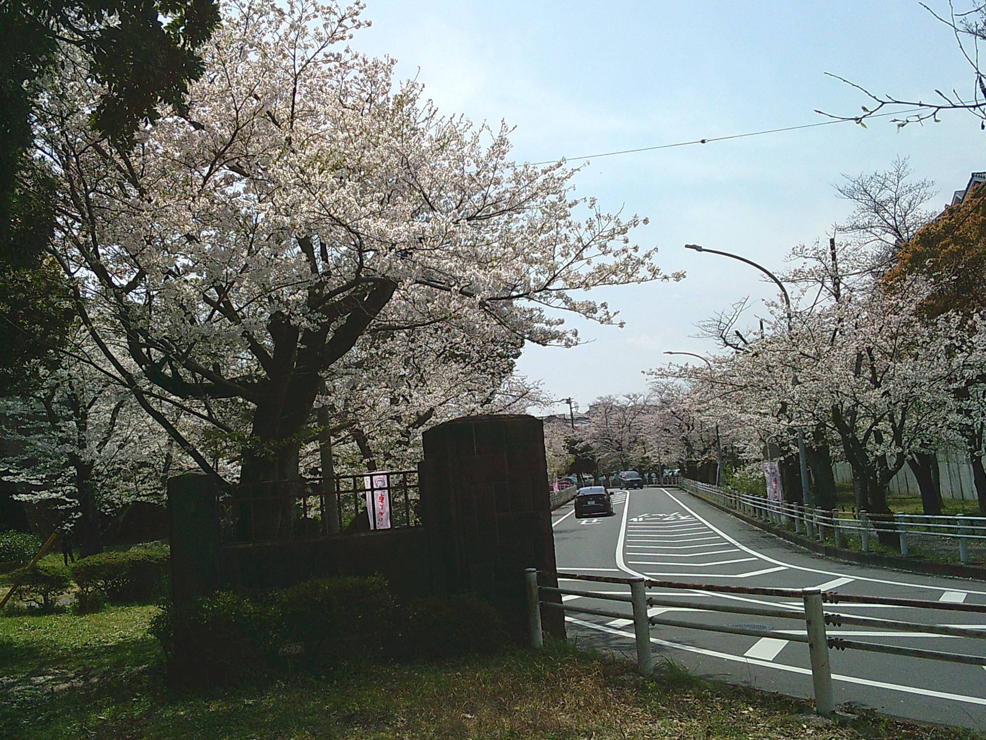サクラ開花情報2025】桜は儚く、散り際が美しい🌸|｜ブログ|富岡