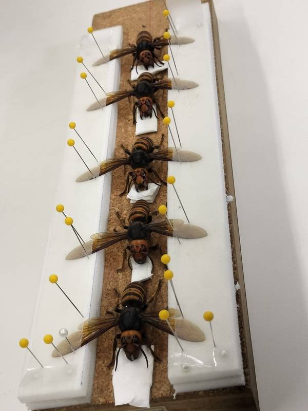 ハチ標本.jpg