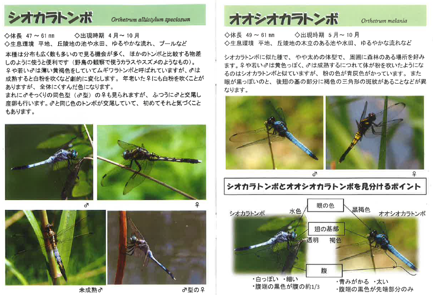 シオカラトンボ違い.png