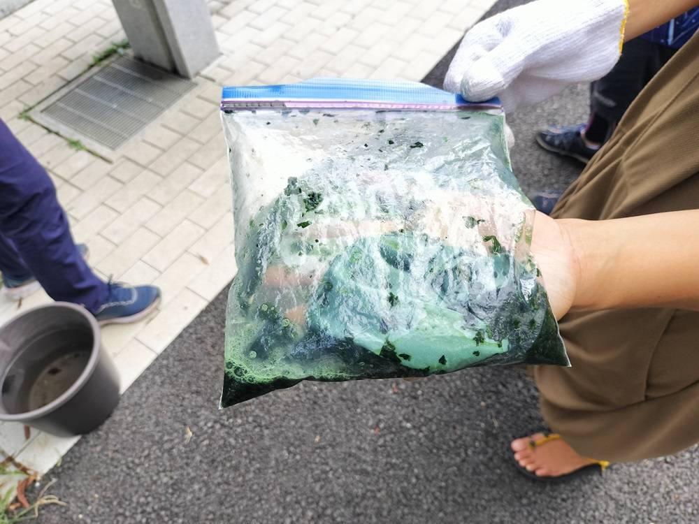 生葉染.jpg