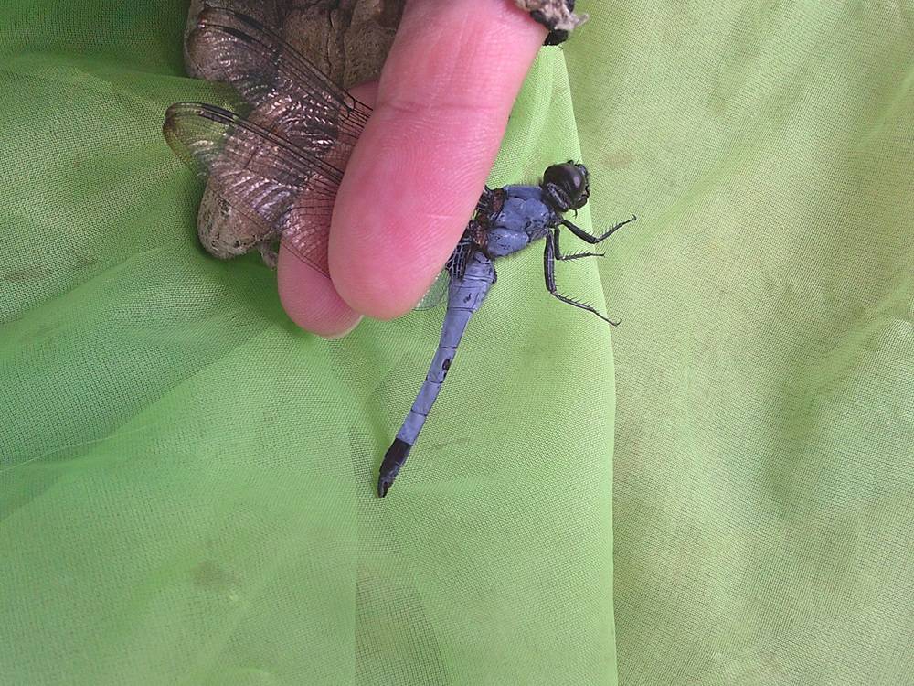 オオシオカラトンボ特徴.jpg