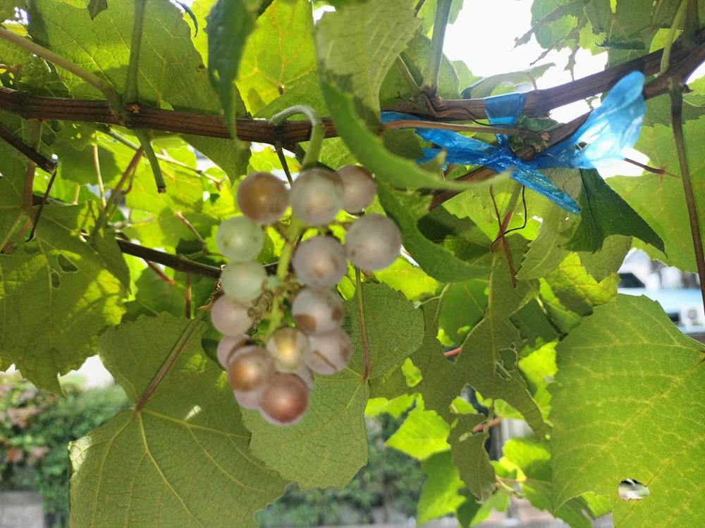 ブドウ.jpg