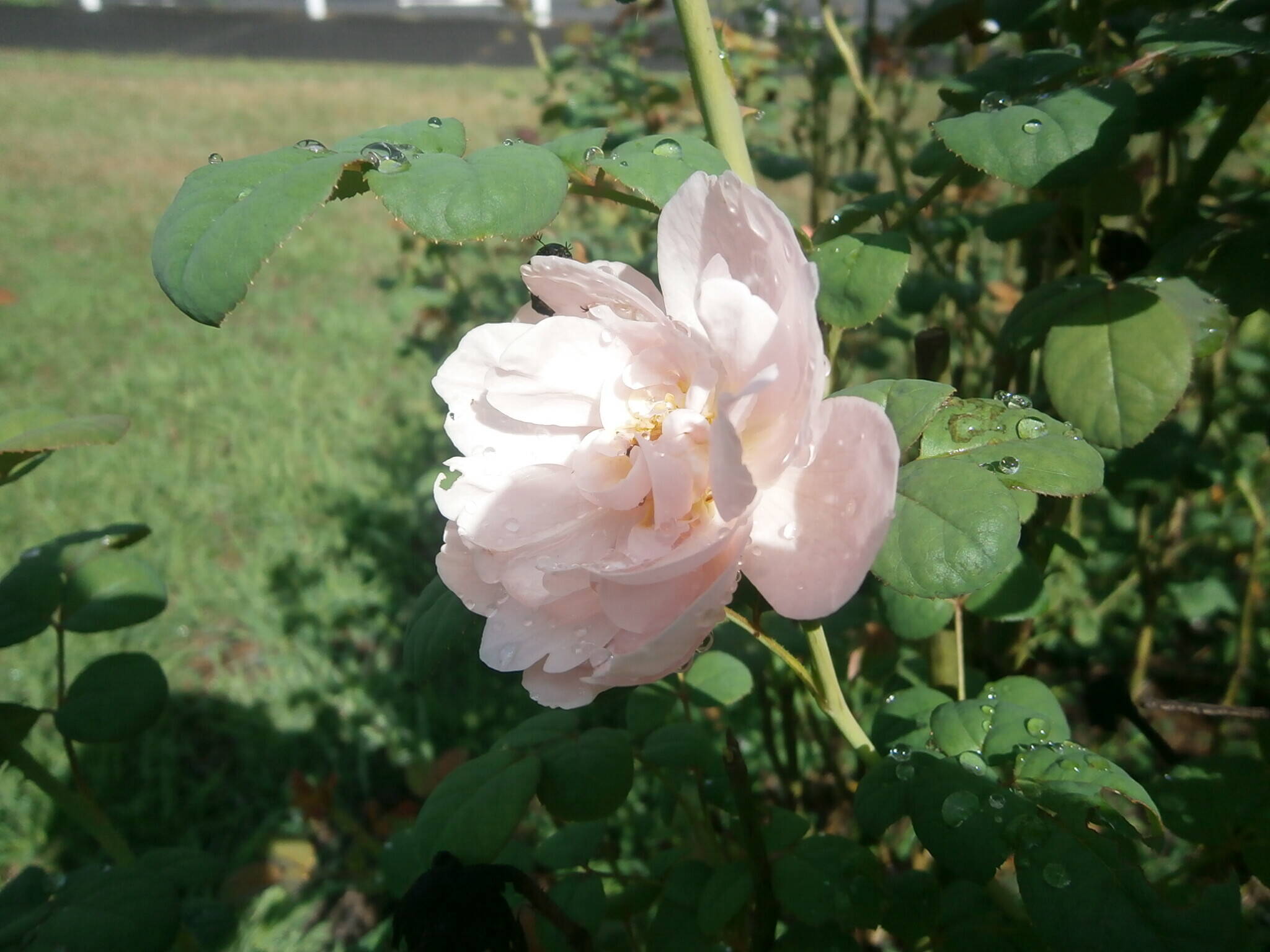 P9030592クイーン・オブ・スウェーデン.jpg