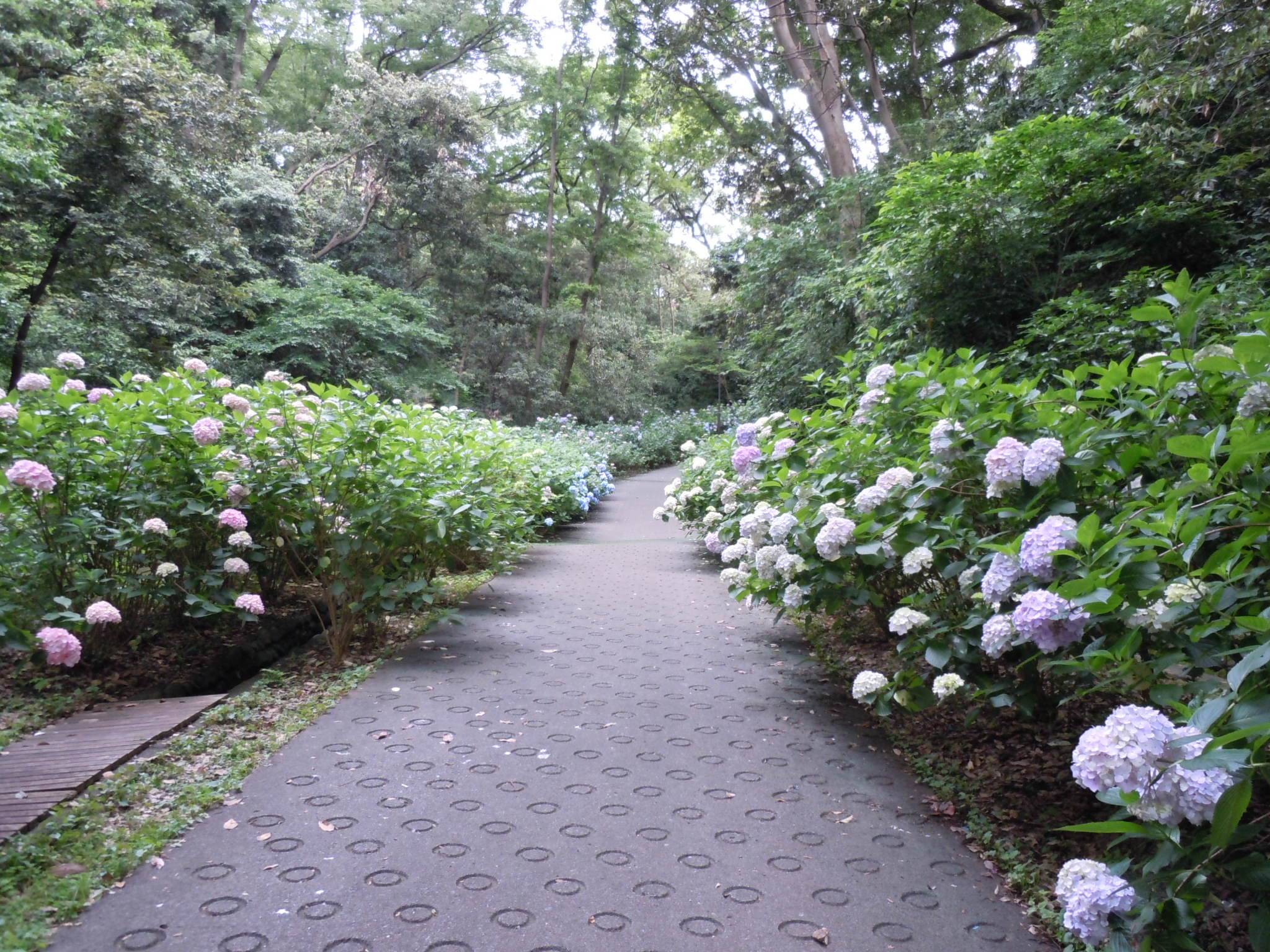 アジサイ坂中.jpg