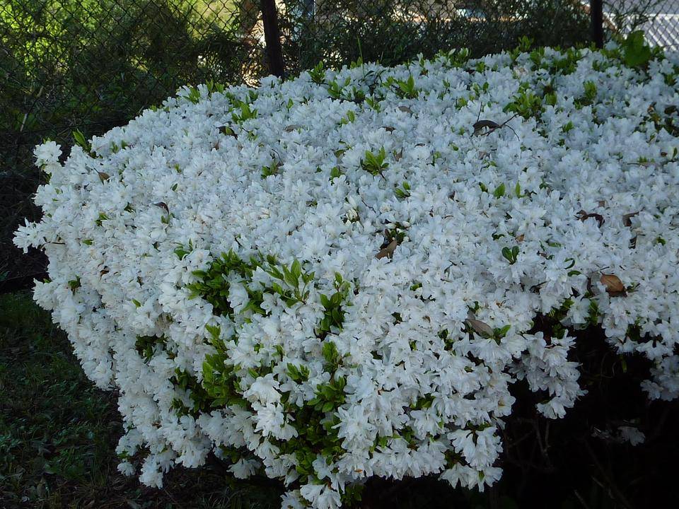 花だより|｜ブログ|富岡総合公園公式サイト｜公益財団法人 横浜