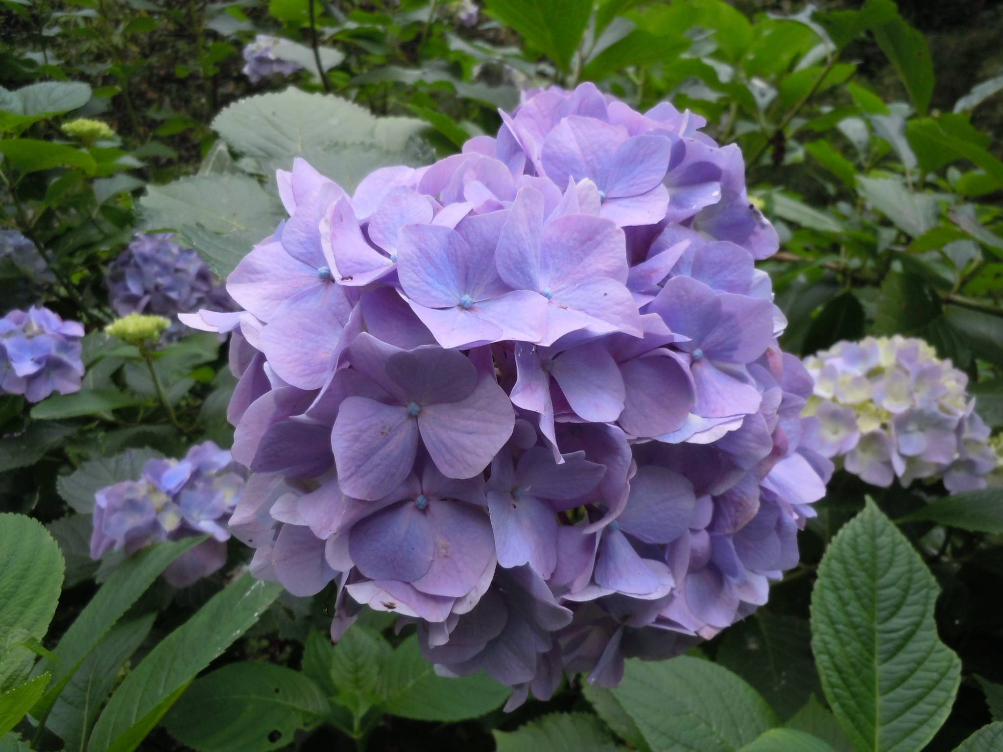 アジサイ紫.jpg