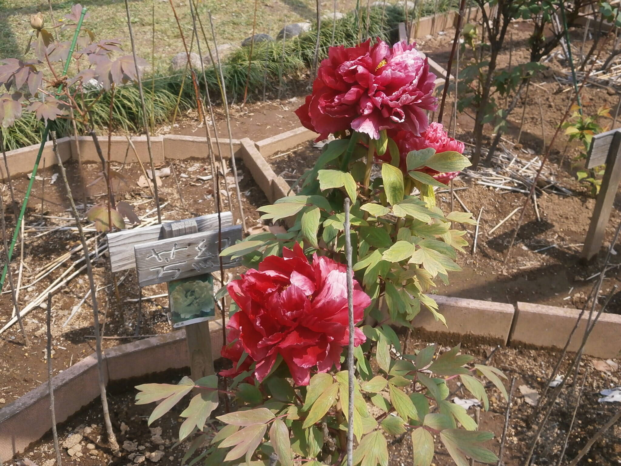 芳紀P4170187.jpg