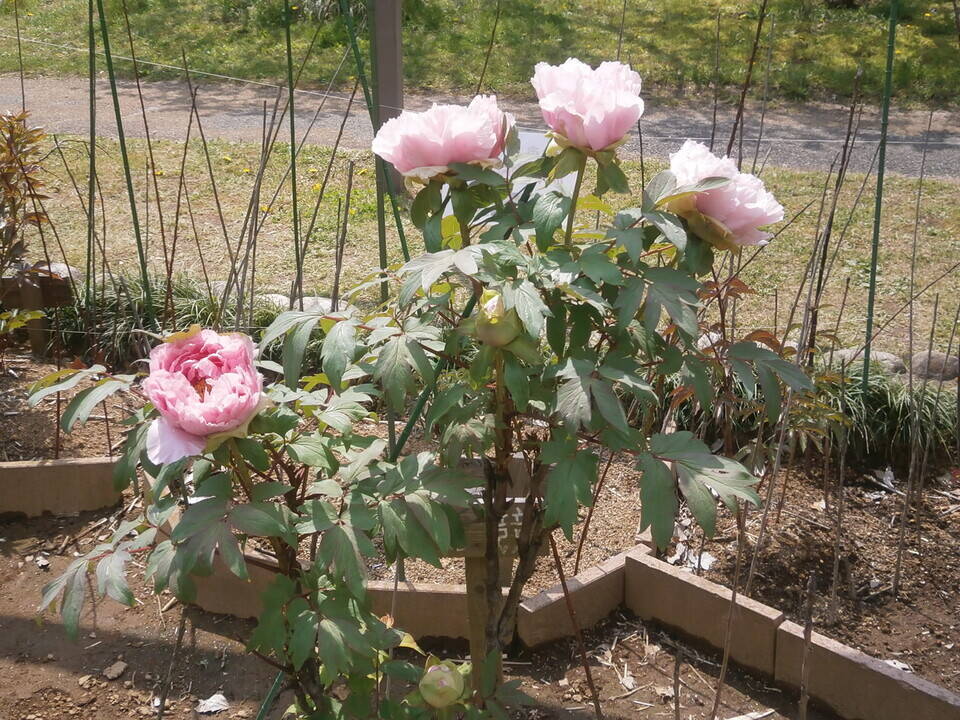 花競P4170186.jpg