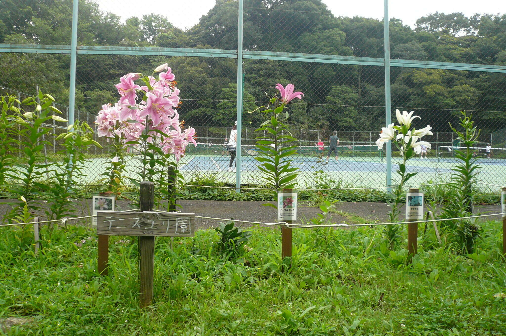 テニスユリ園.jpg
