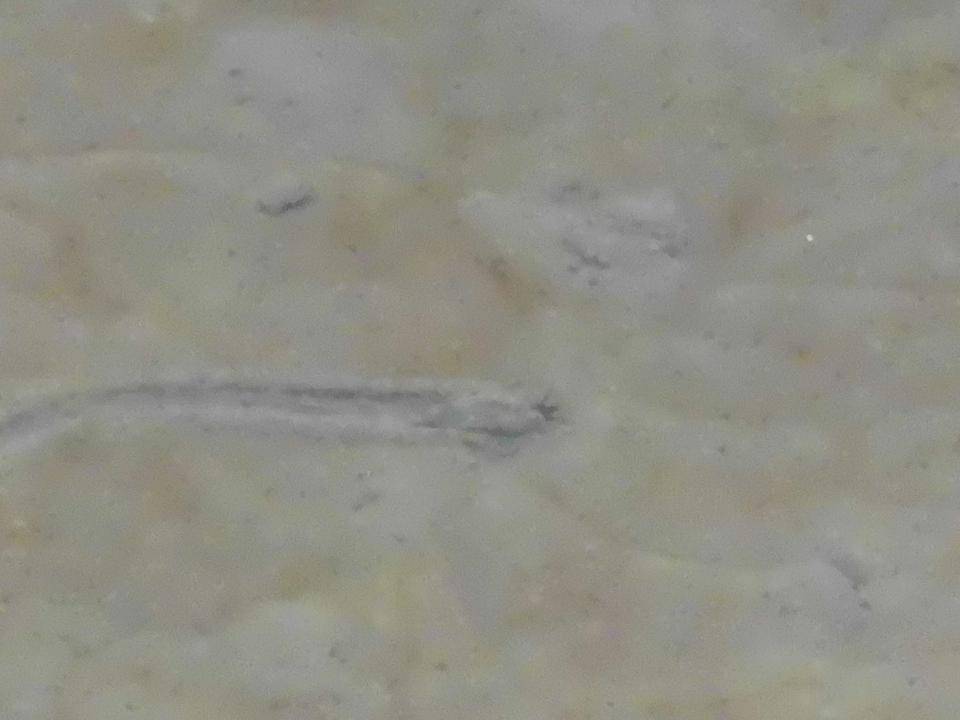 DSCI0823.jpg