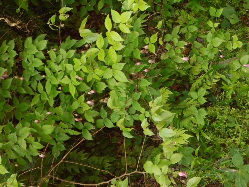 DSCI0831.jpg