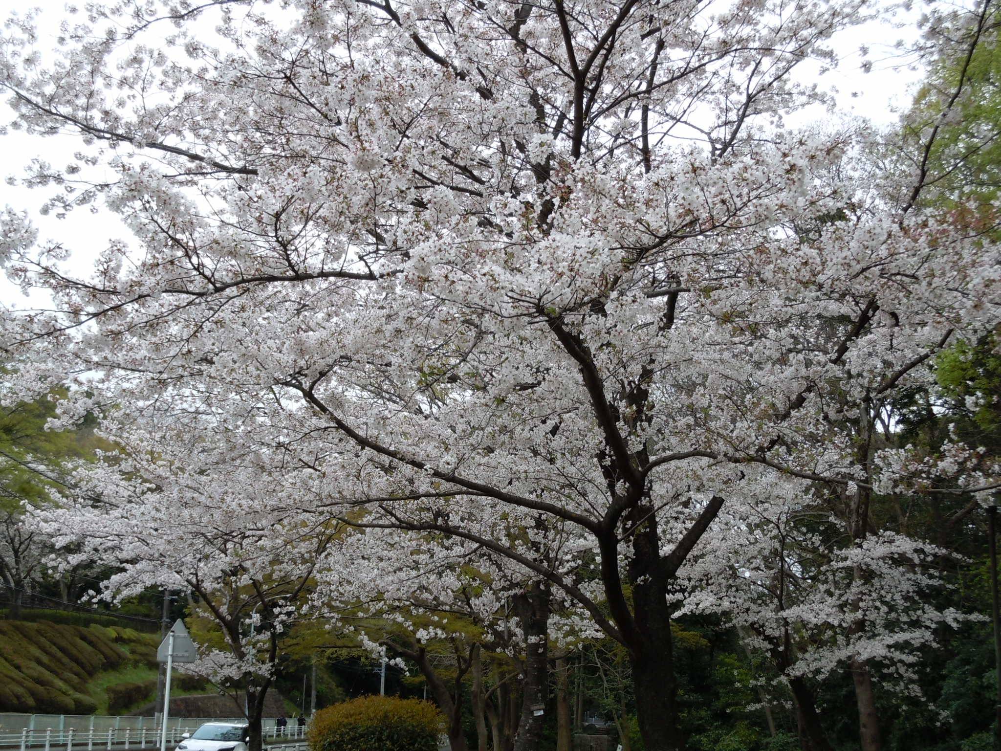 DSCN0080.jpg