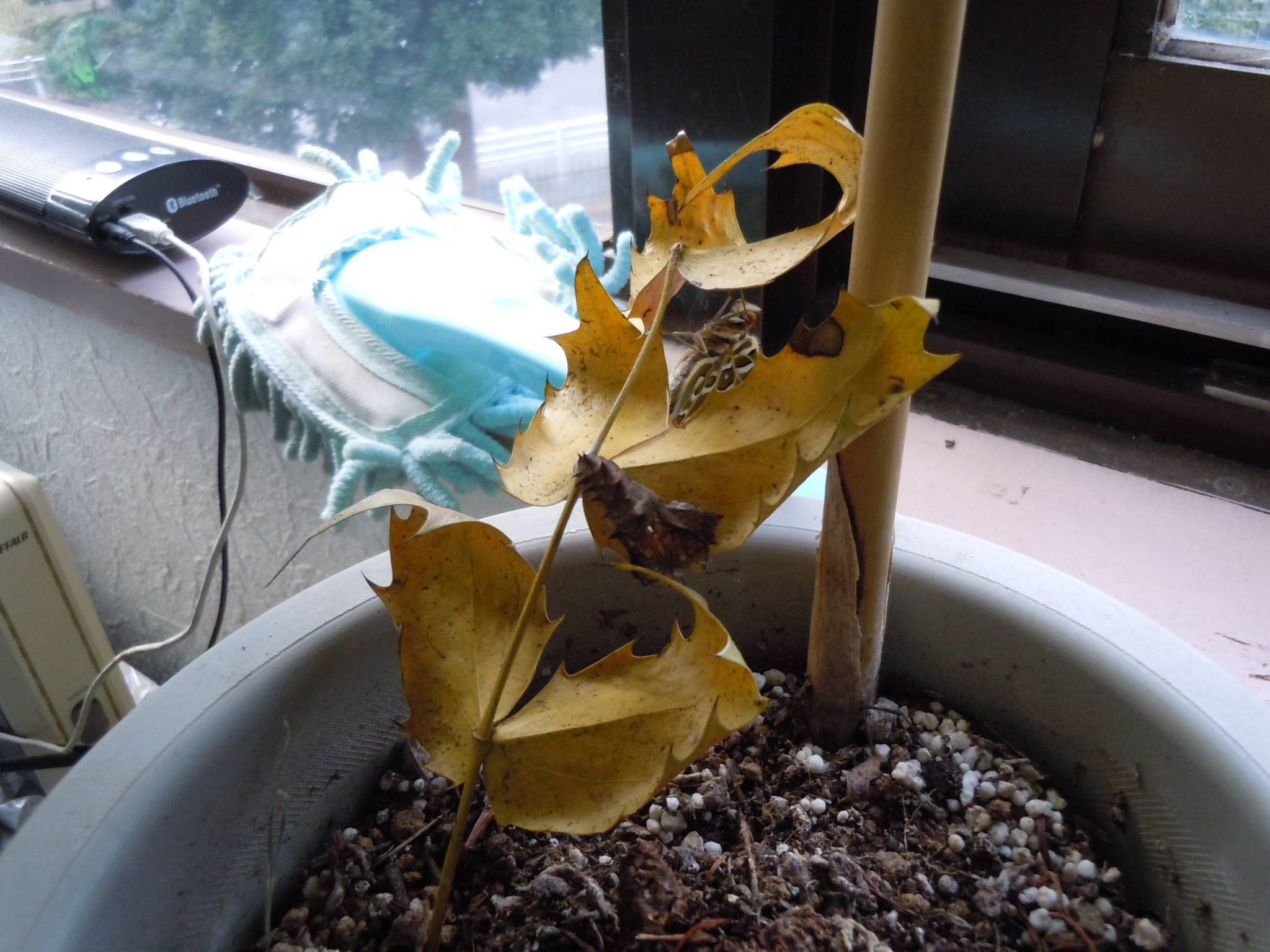 DSCN0527.jpg