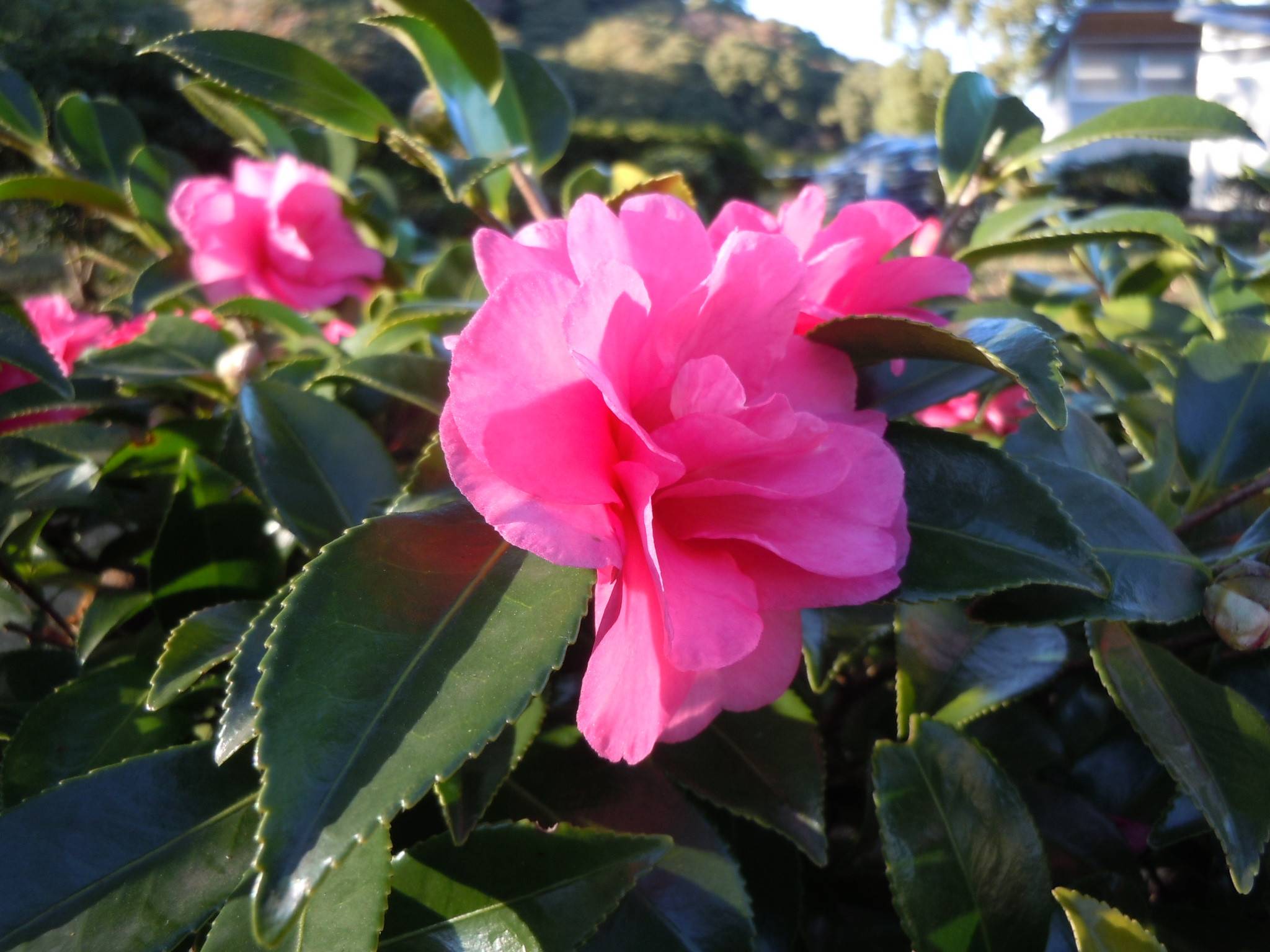 DSCN0573.jpg