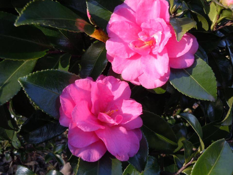 DSCN0574.jpg