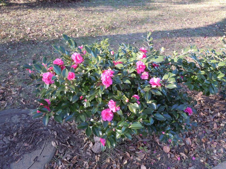 DSCN0575.jpg