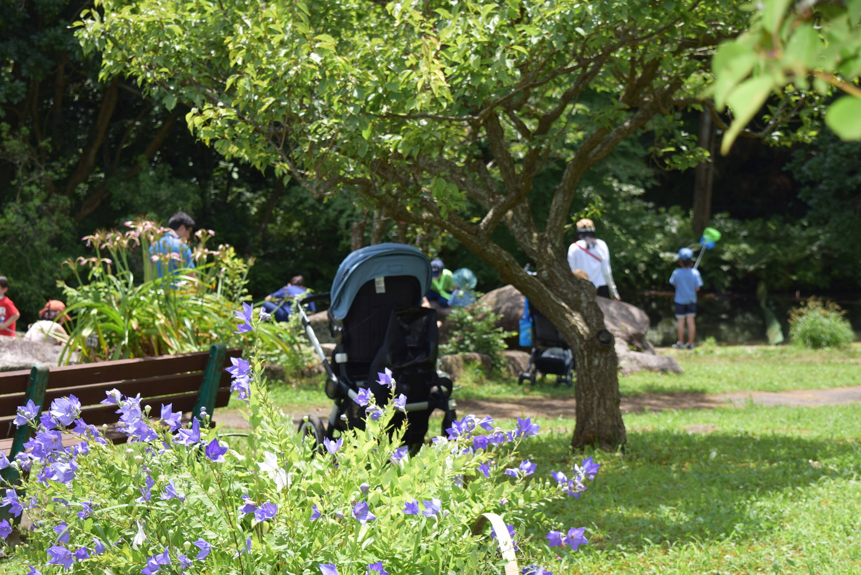 ザリガニを捕獲しています ブログ 富岡総合公園公式サイト 公益財団法人 横浜市緑の協会