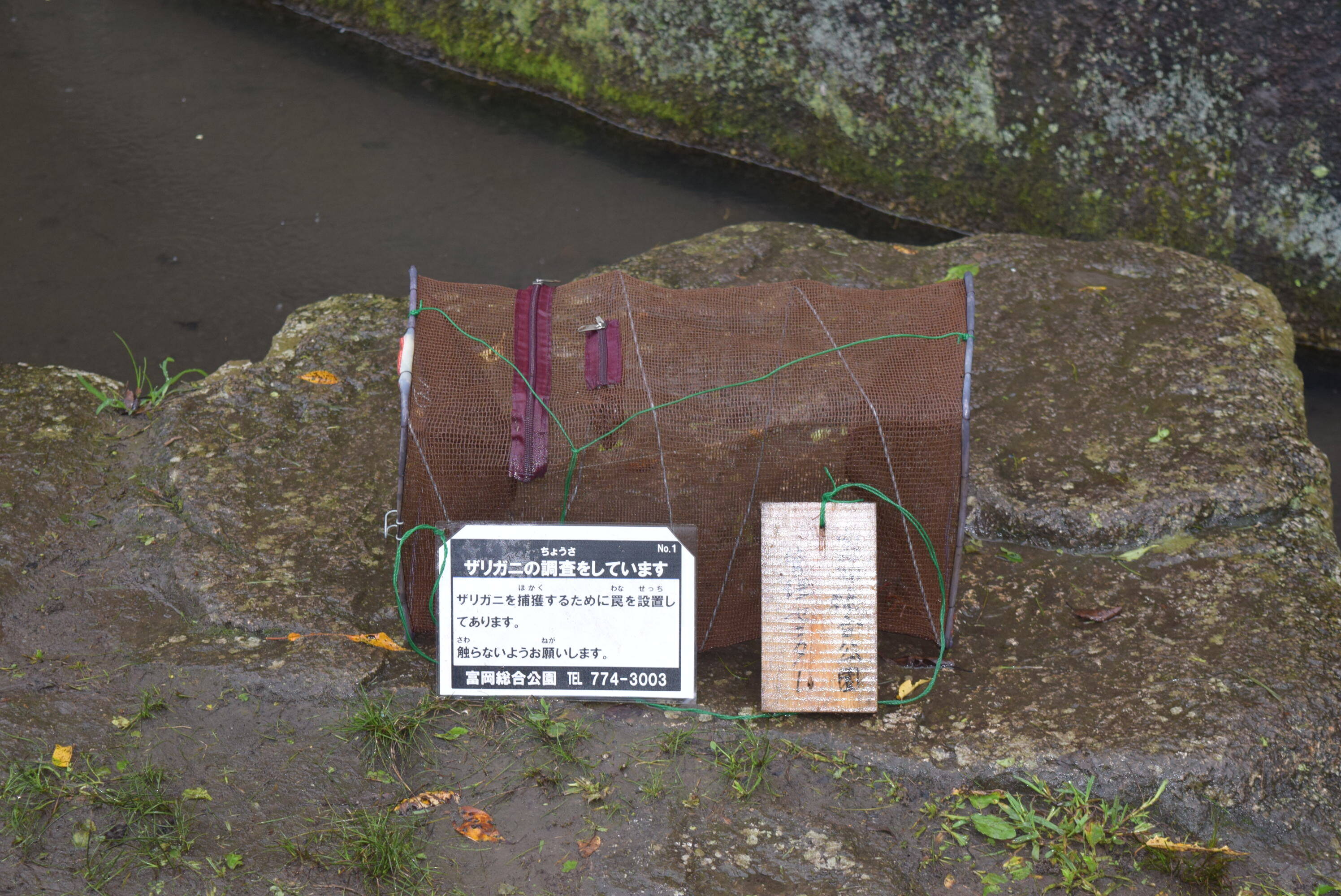 ザリガニを捕獲しています ブログ 富岡総合公園公式サイト 公益財団法人 横浜市緑の協会