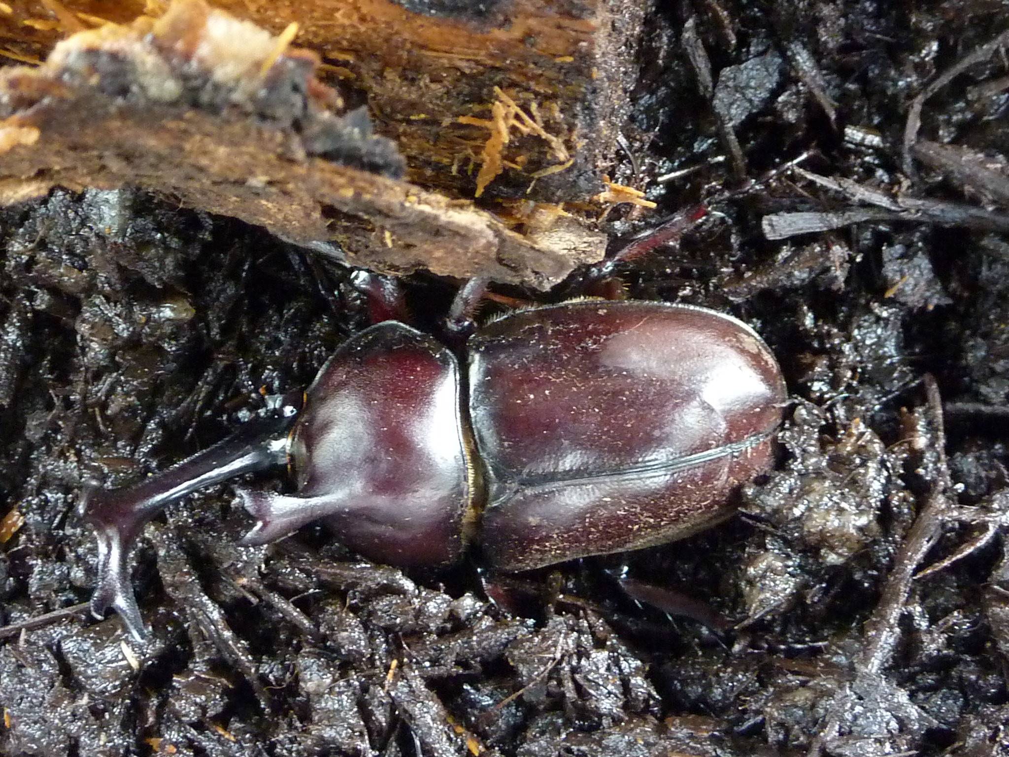カブトムシ クワガタ展示 ブログ 富岡総合公園公式サイト 公益財団法人 横浜市緑の協会 カブトムシ クワガタ展示 ブログ 富岡総合公園公式サイト 公益財団法人 横浜市緑の協会