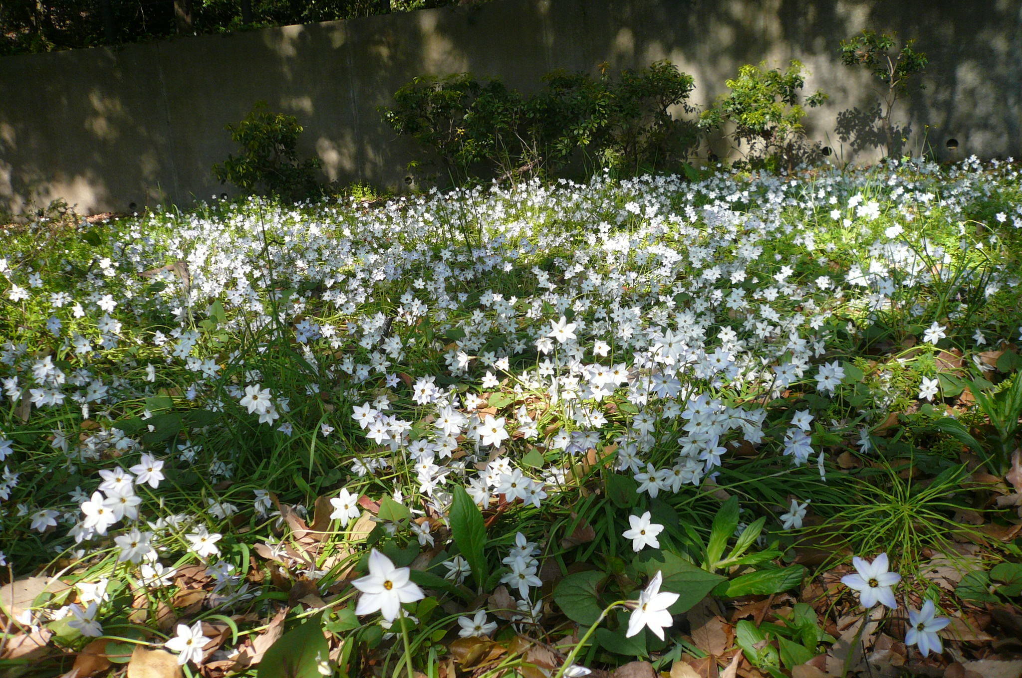 P1110850.jpg