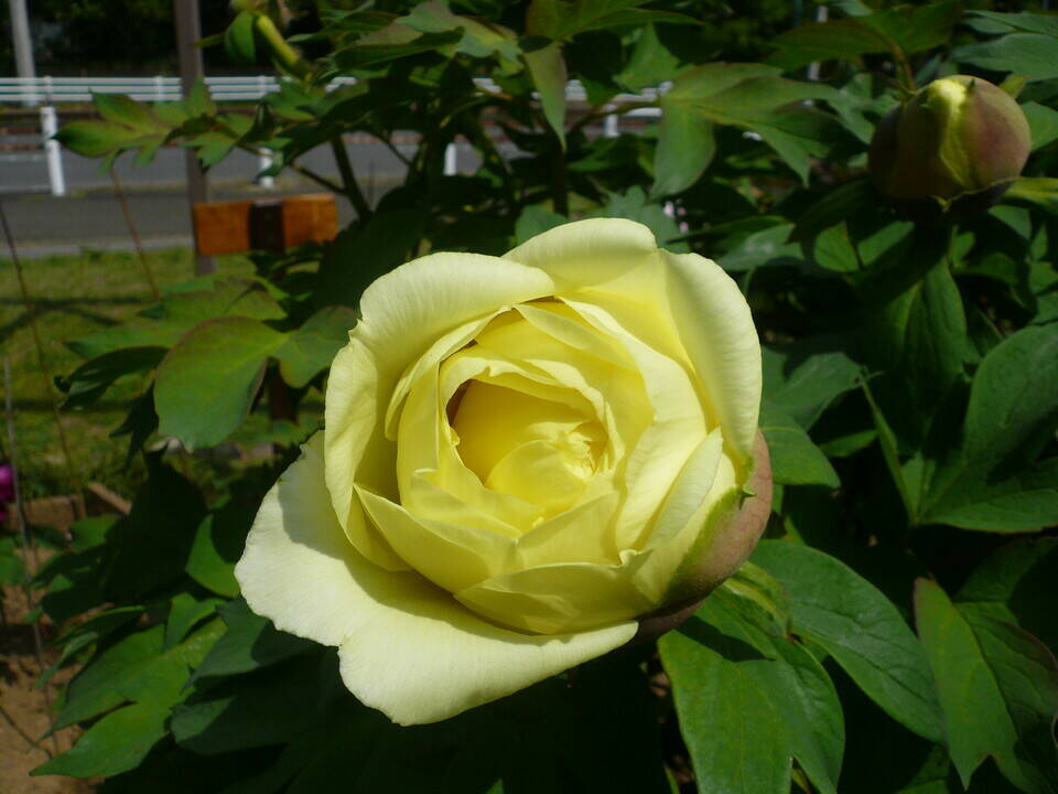 P1120019.jpg