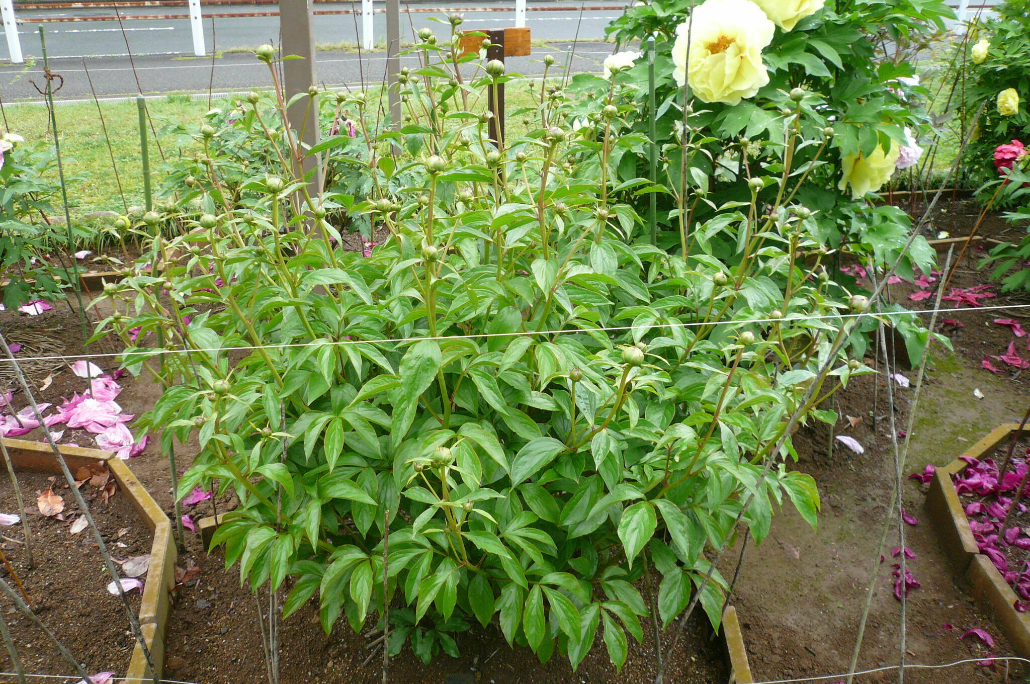 P1120027.jpg