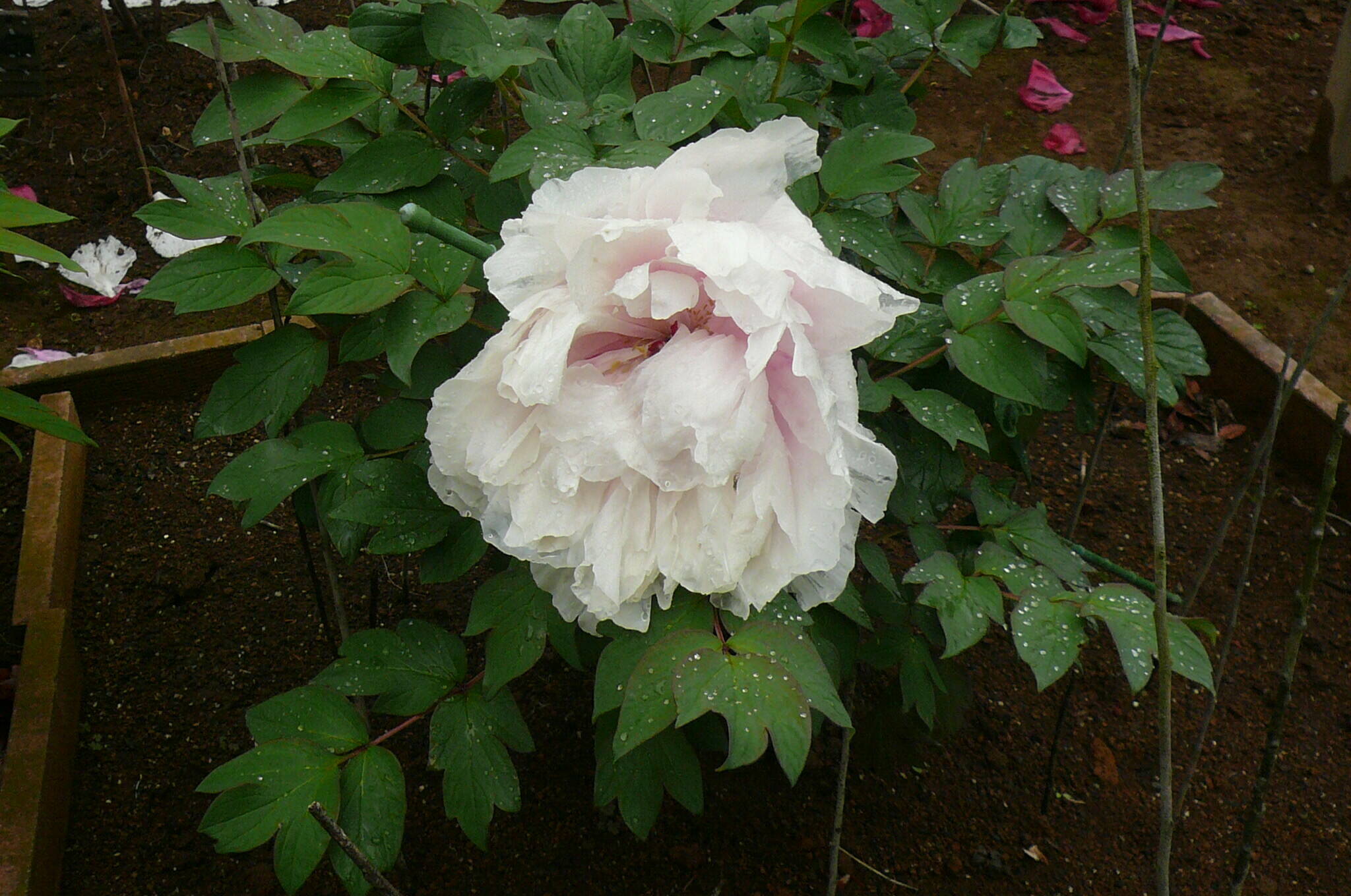 P1120030.jpg