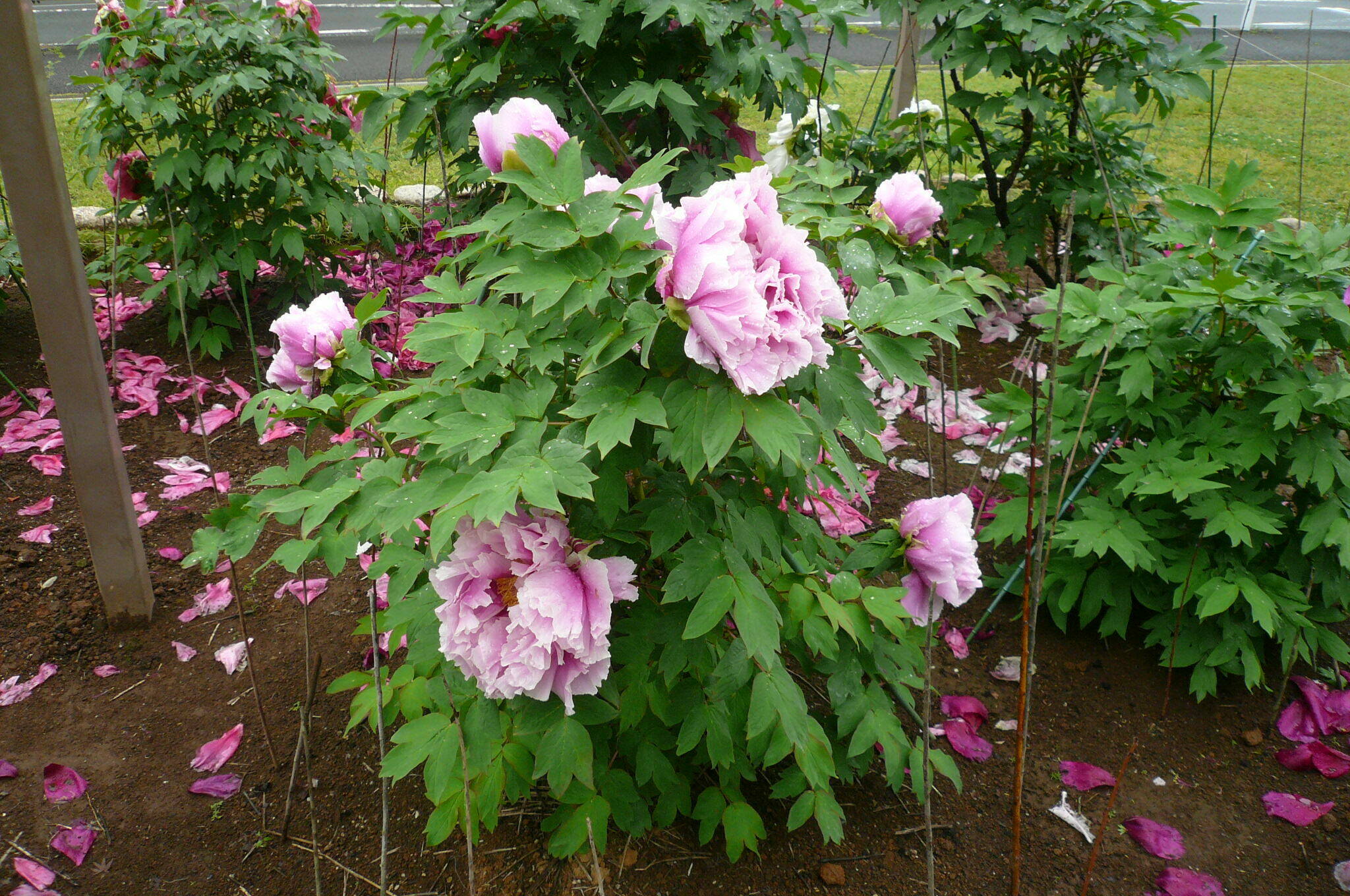 P1120035.jpg