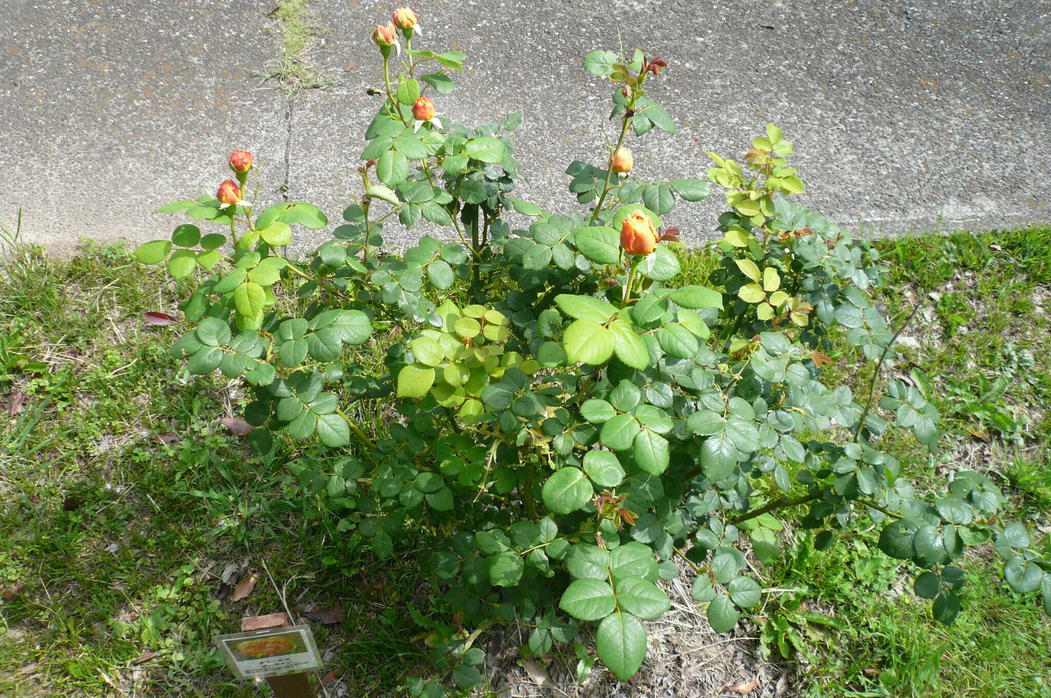 P1120071.jpg