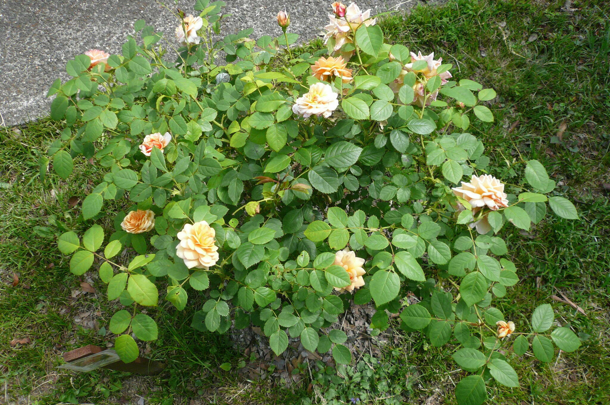 P1120073.jpg