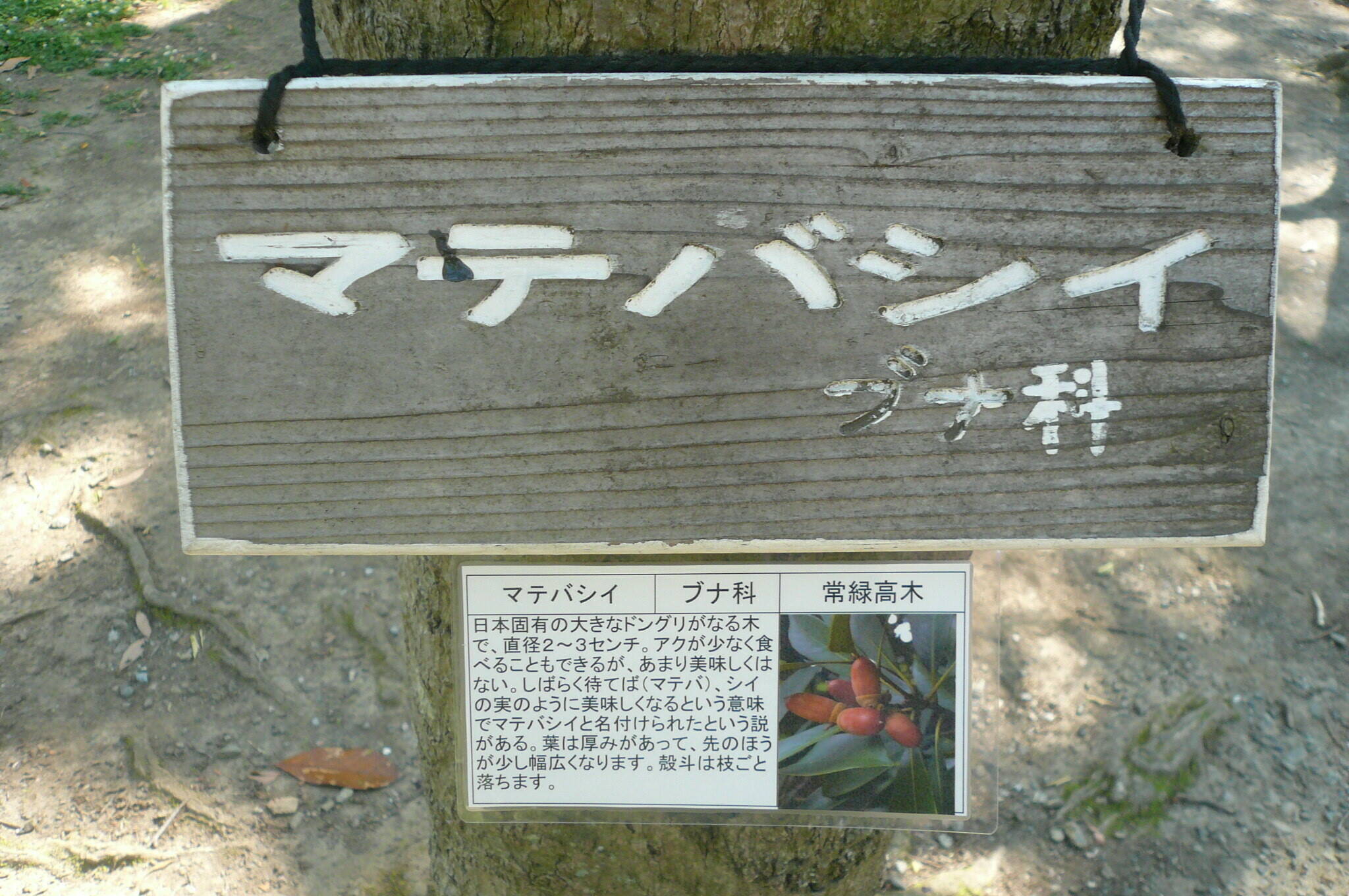 P1120135.jpg