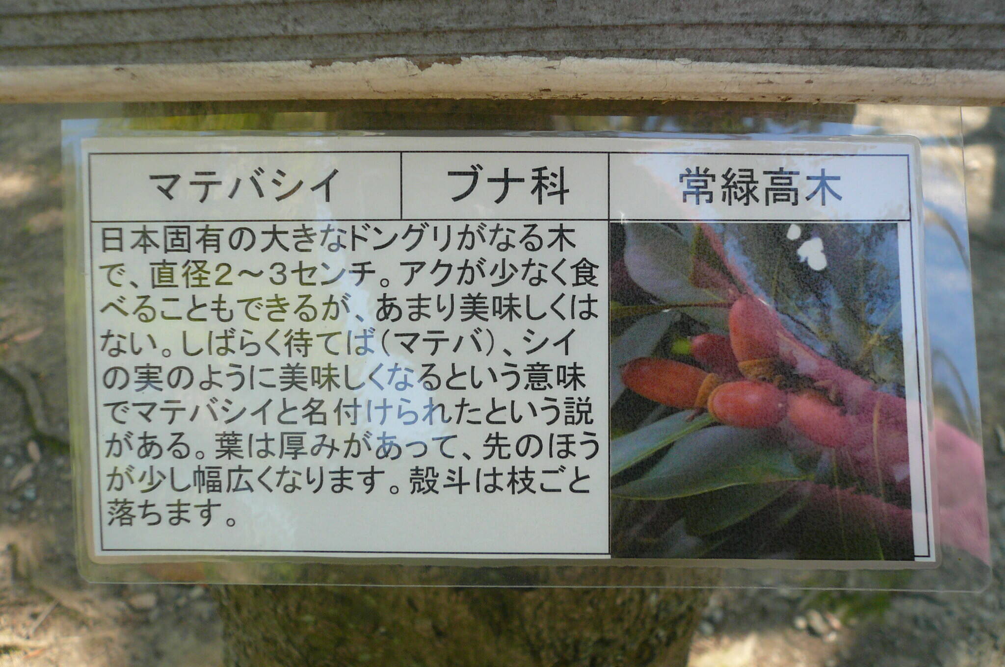 P1120136.jpg