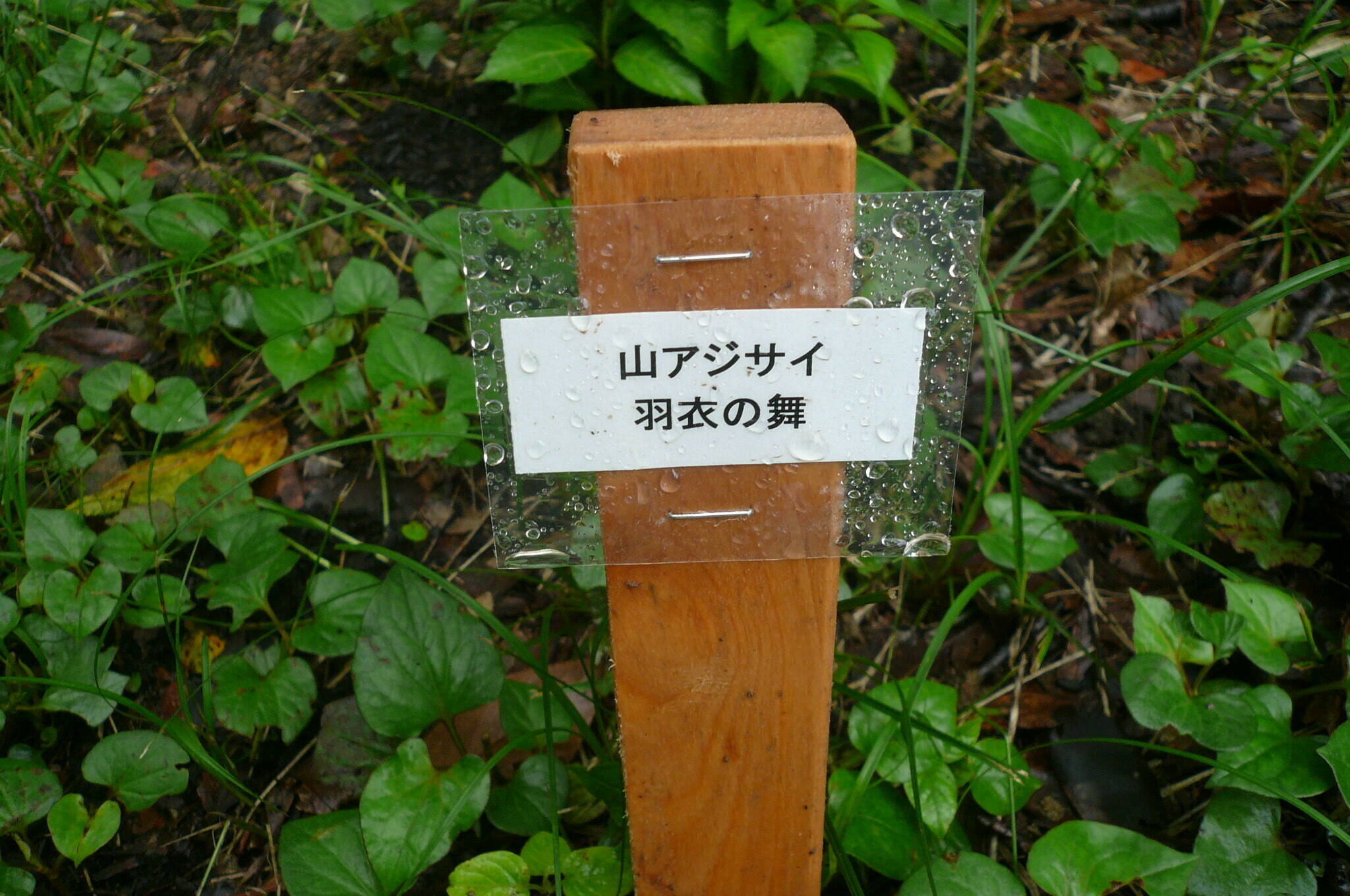 P1120494.jpg