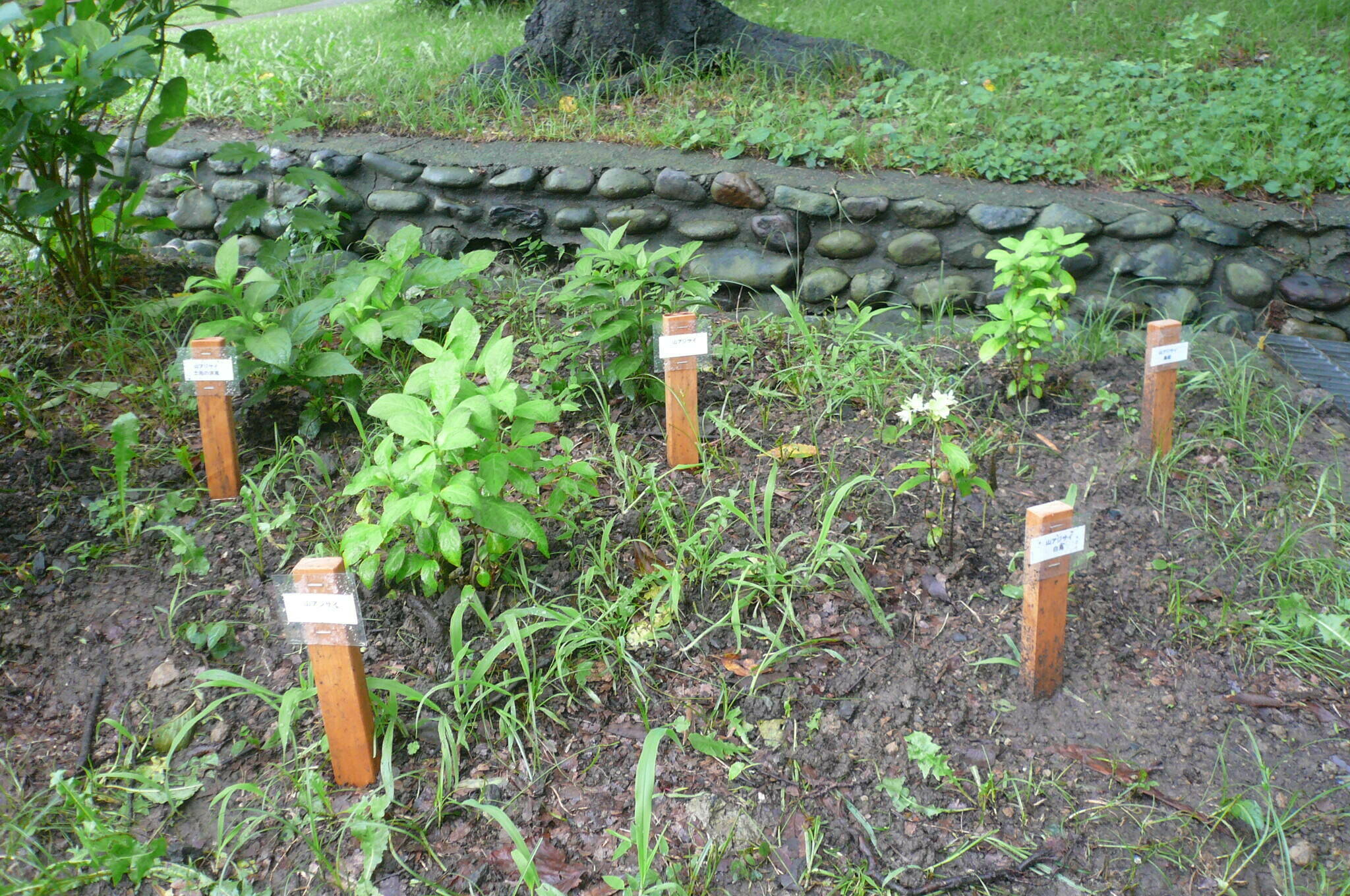 P1120500.jpg