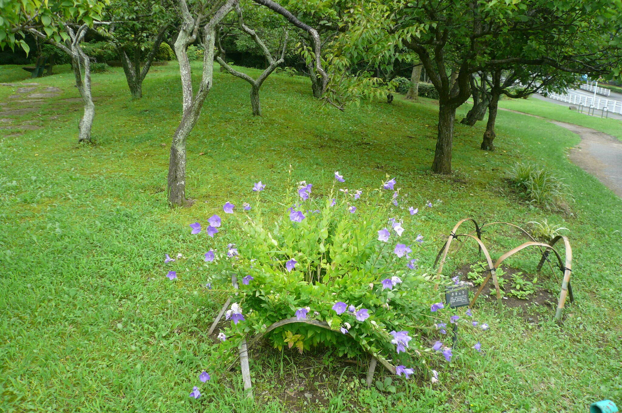 P1120572.jpg