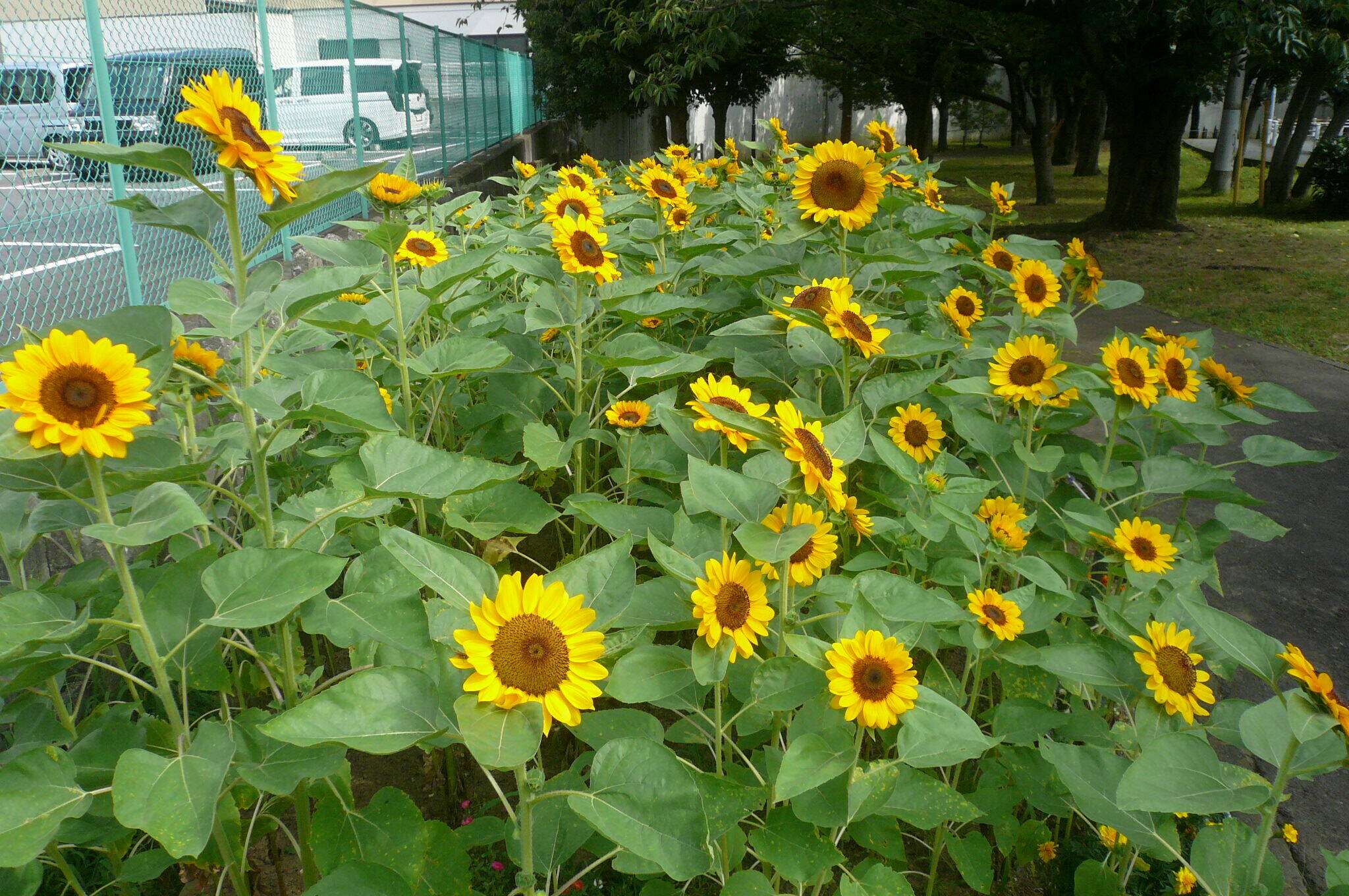 P1120651.jpg