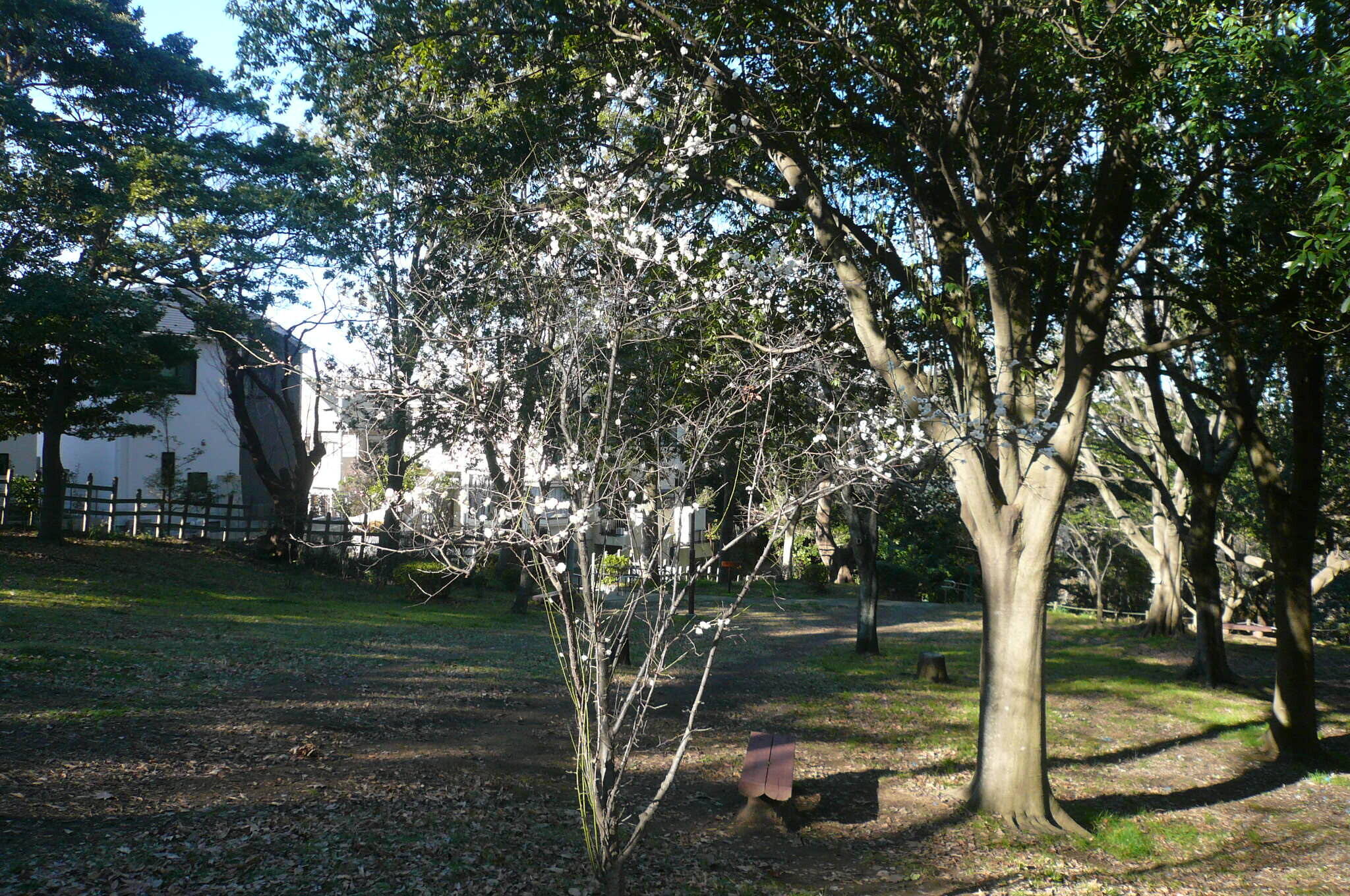 P1130734.jpg