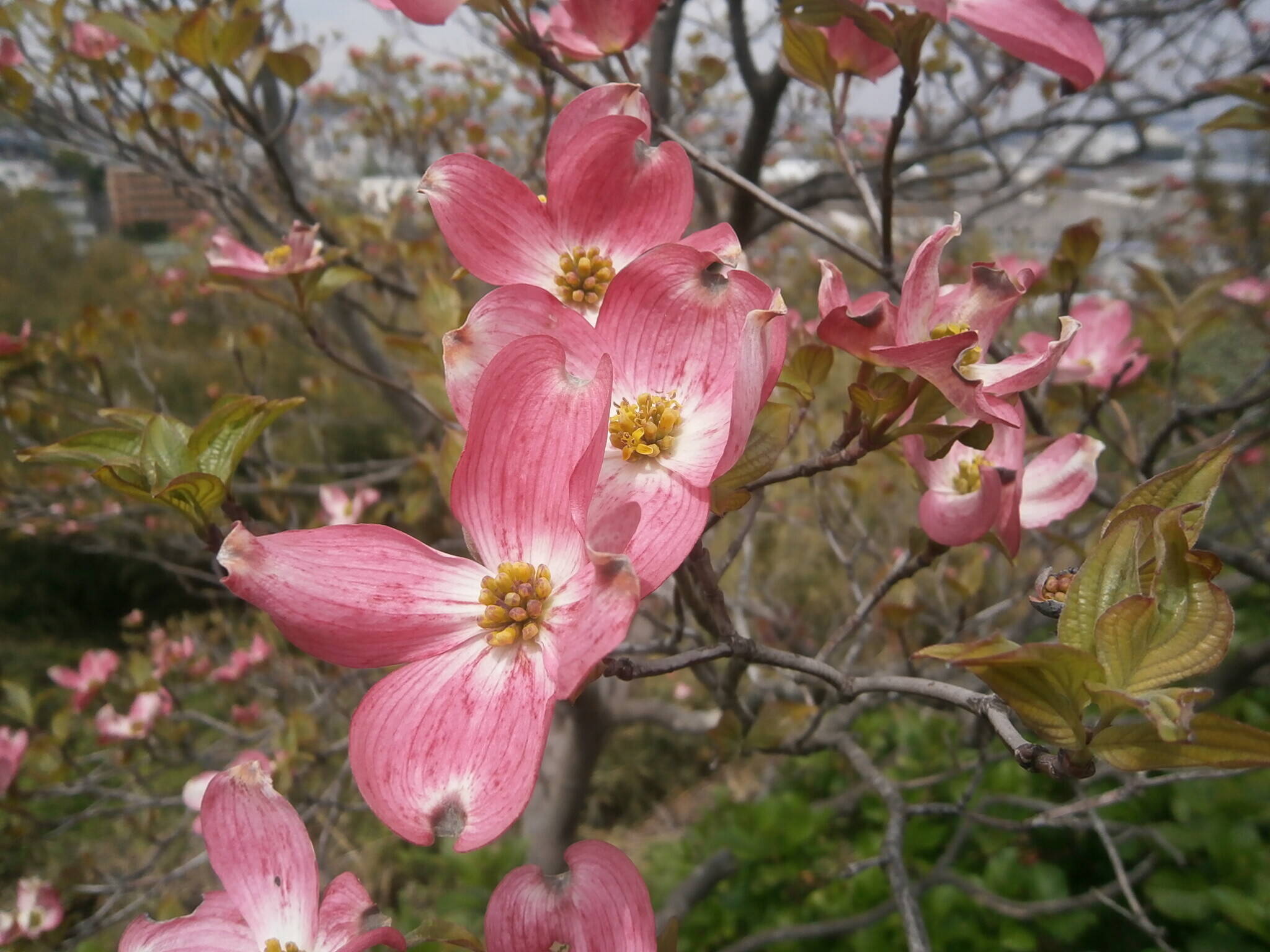 山野草||ブログ|富岡総合公園公式サイト|公益財団法人 横浜市 山野草||ブログ|富岡総合公園公式サイト|公益財団法人 横浜市