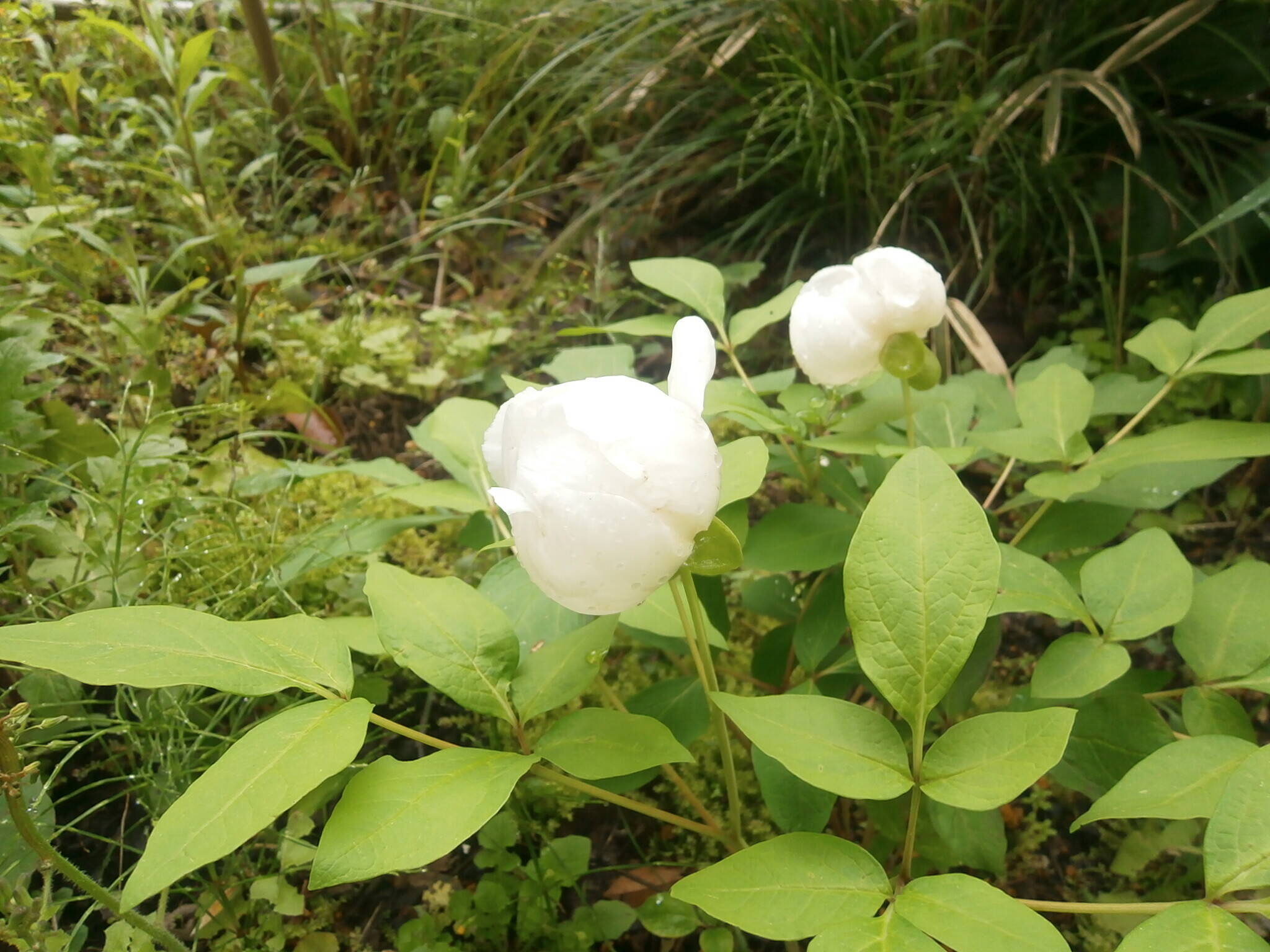 山野草|｜ブログ|富岡総合公園公式サイト｜公益財団法人 横浜市