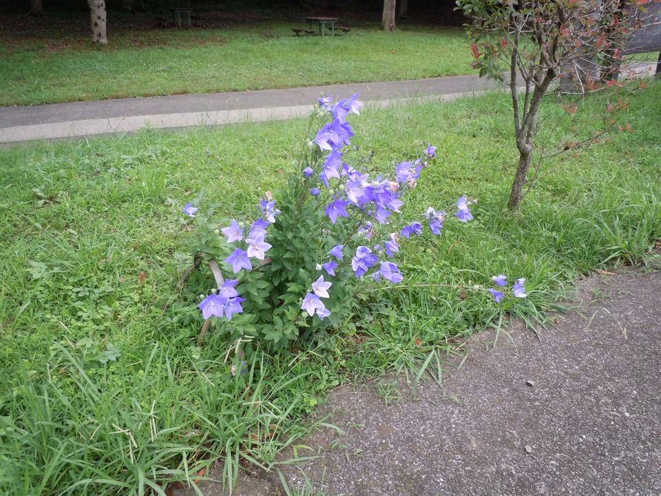 DSCN1203.jpg
