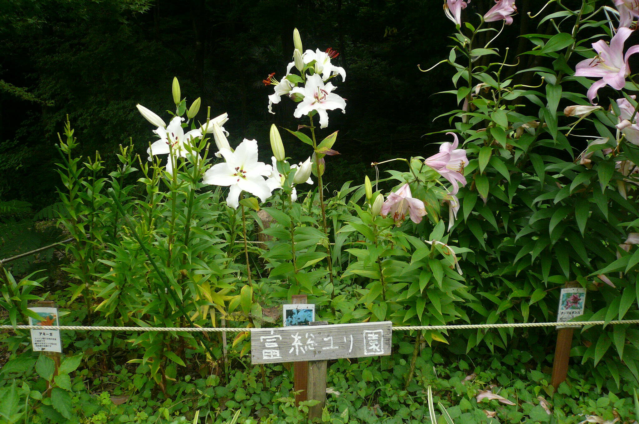 富総ユリ園 ユリ1.jpg