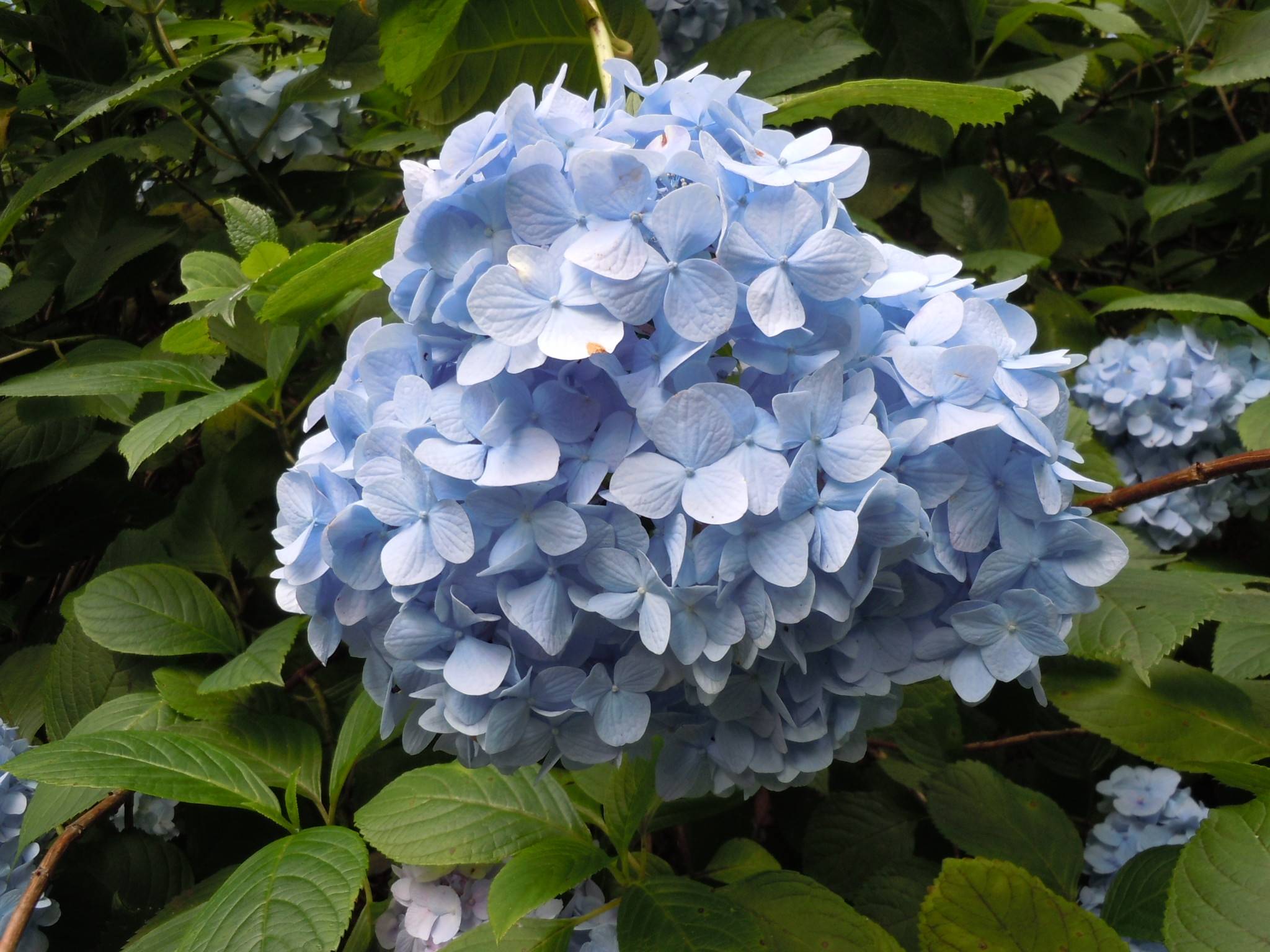 アジサイ青.jpg