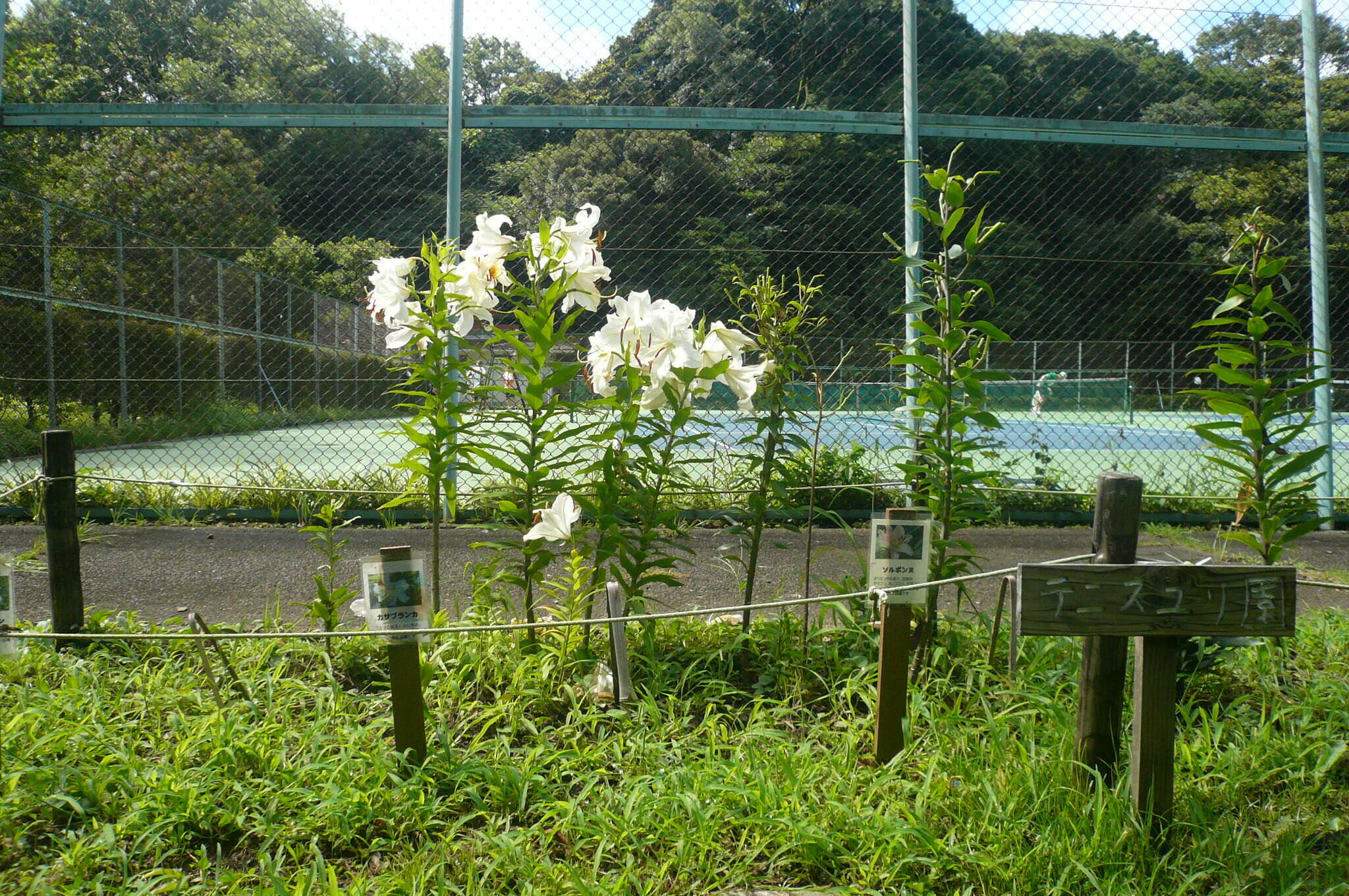 P1120587.jpg