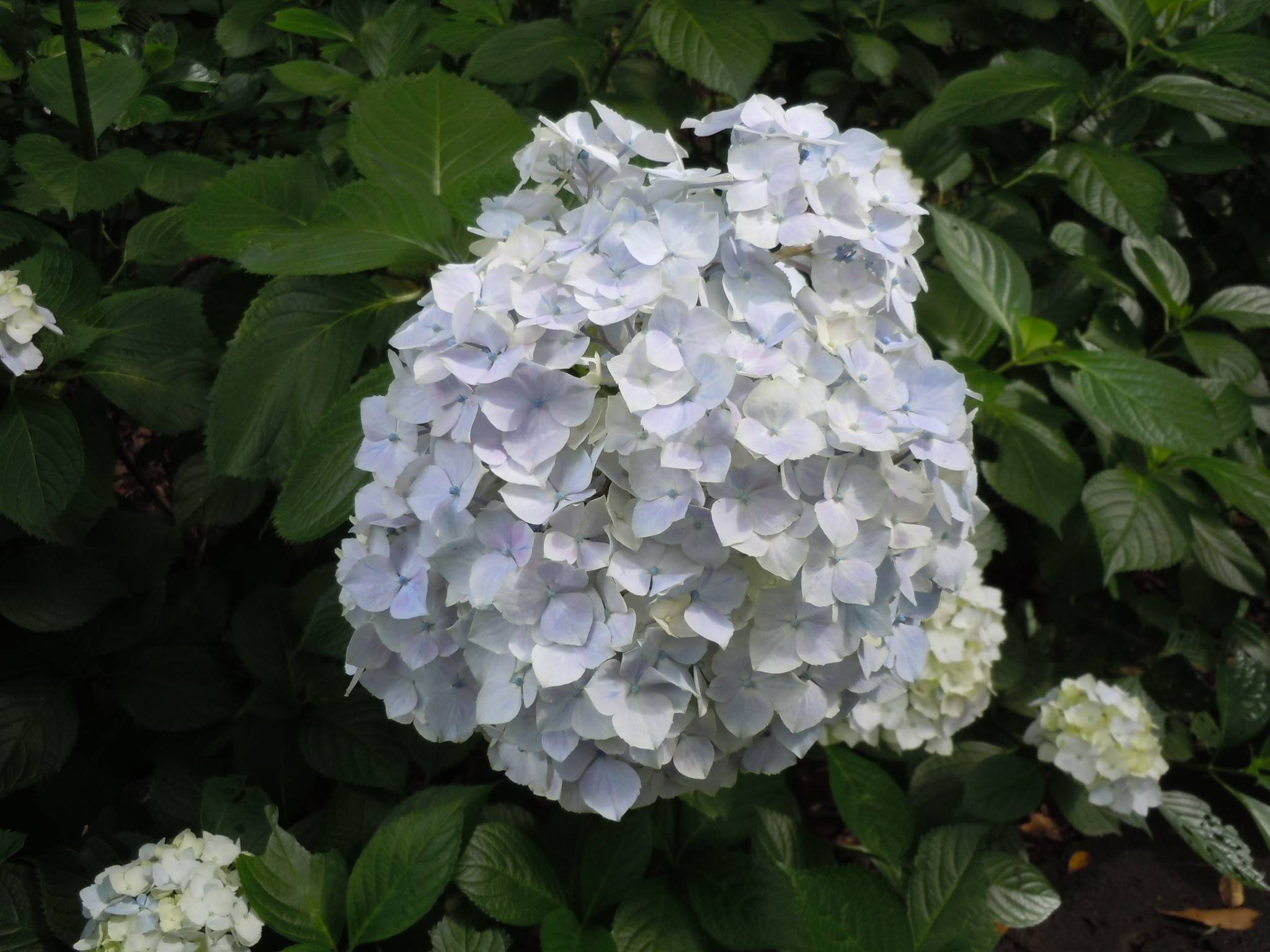 アジサイ白.jpg