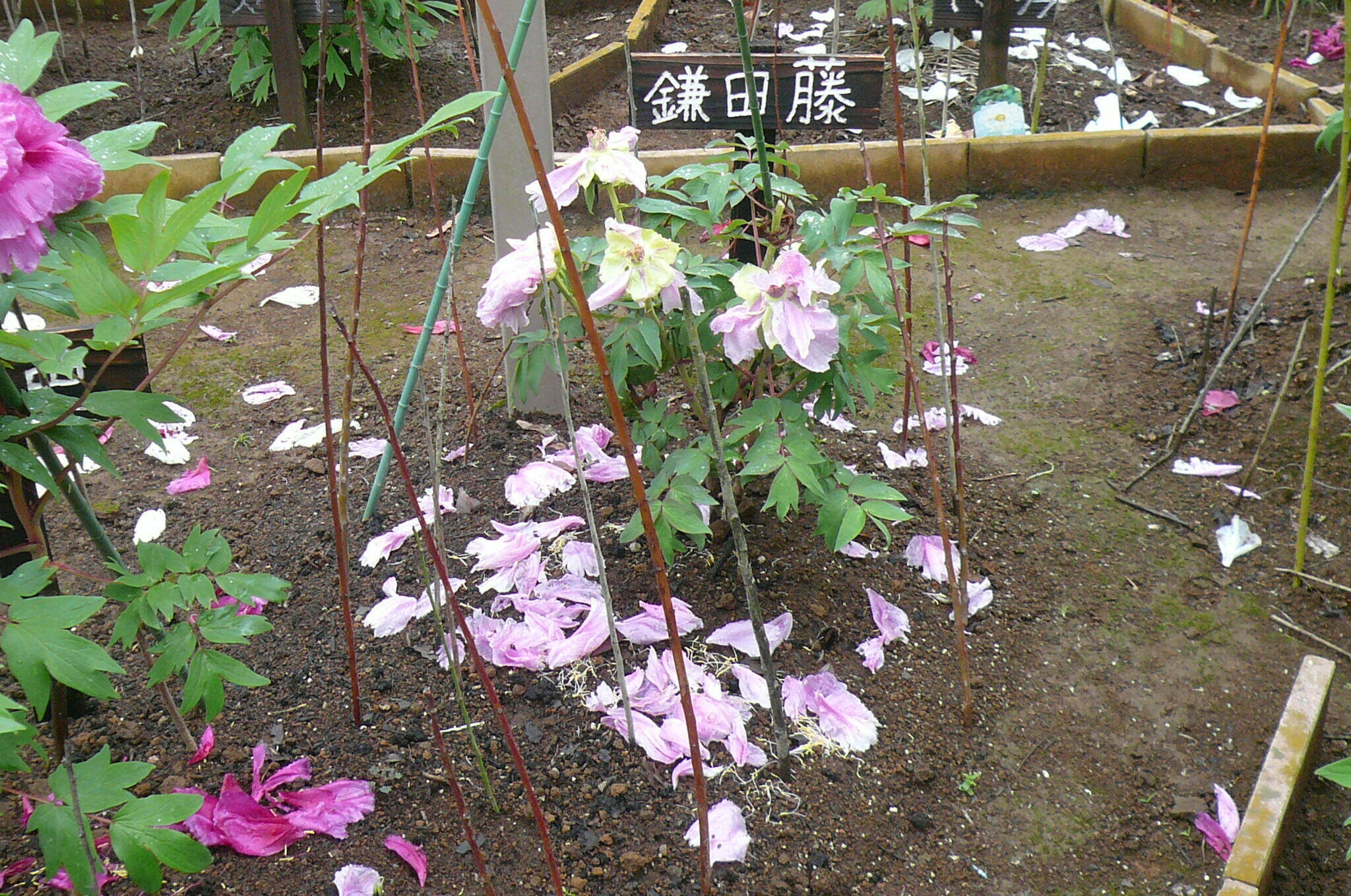 P1120031.jpg