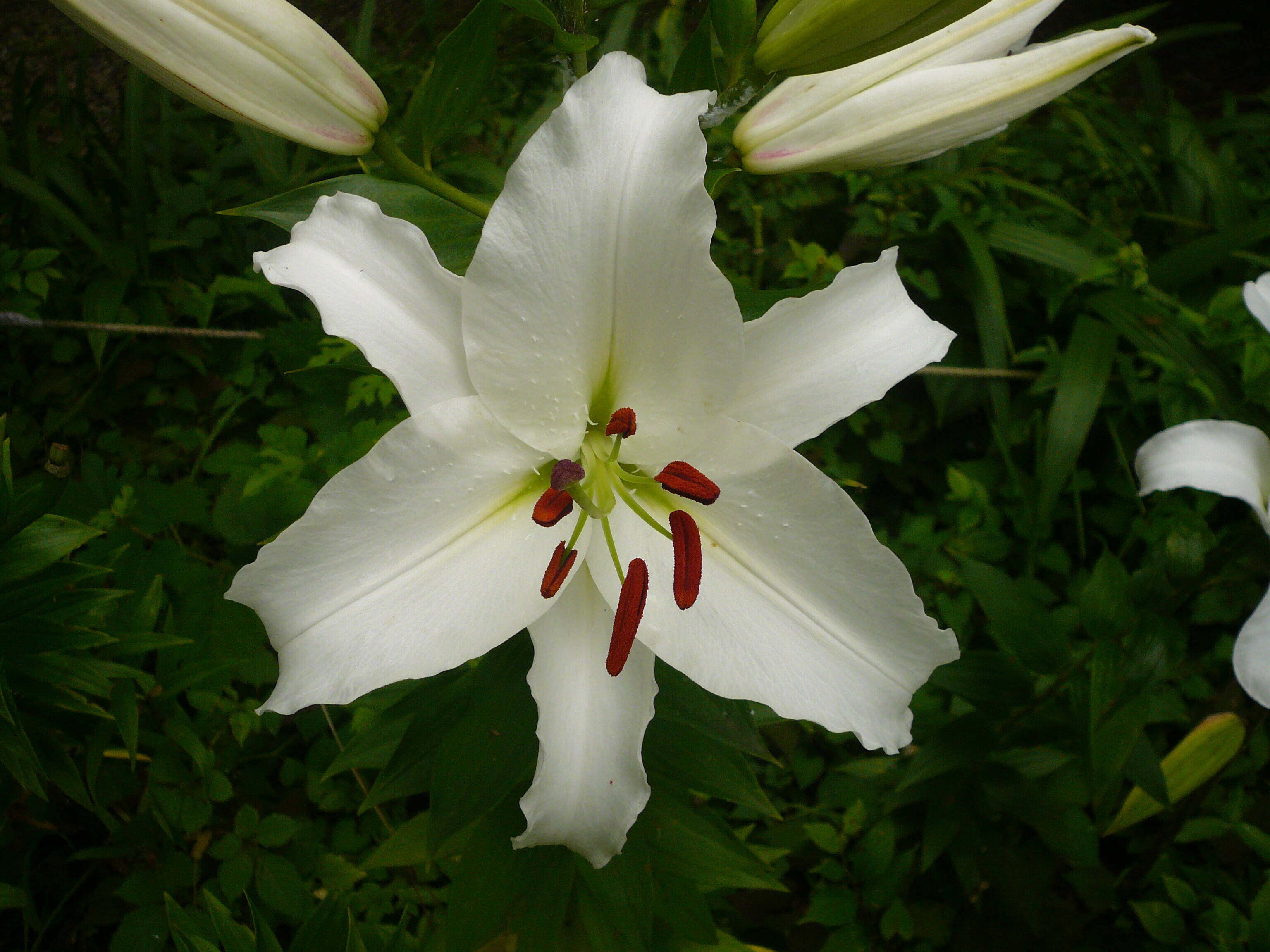 富総ユリ園 ユリ3.jpg