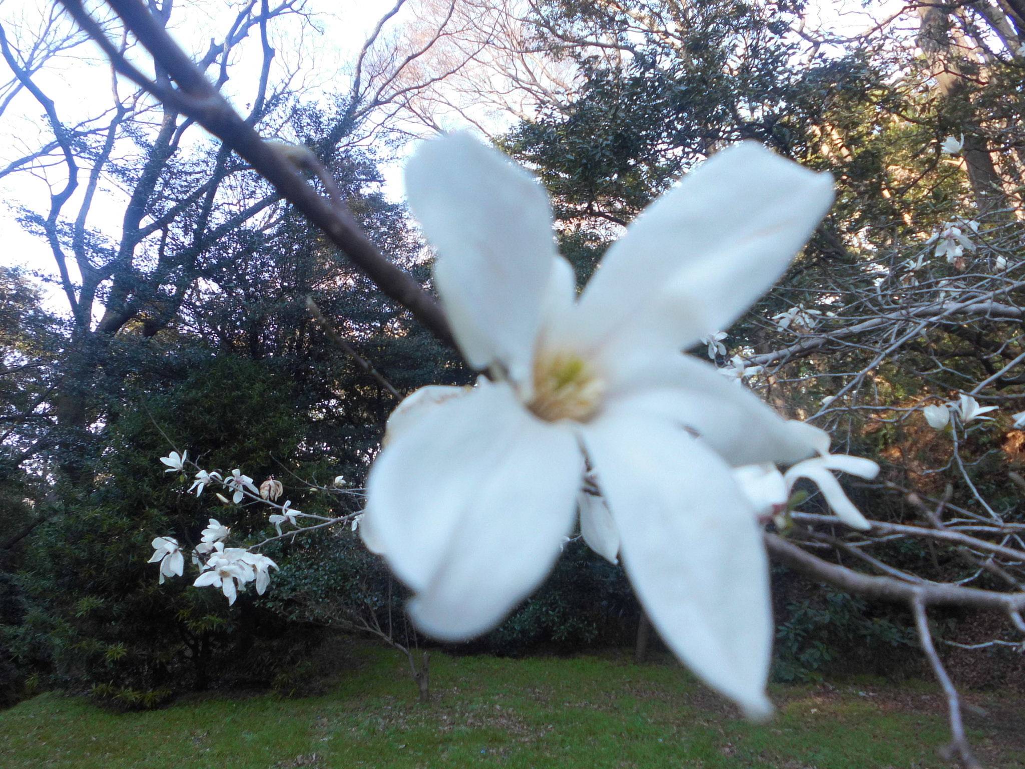 コブシの花が咲き始めました ブログ 富岡総合公園公式サイト 公益財団法人 横浜市緑の協会
