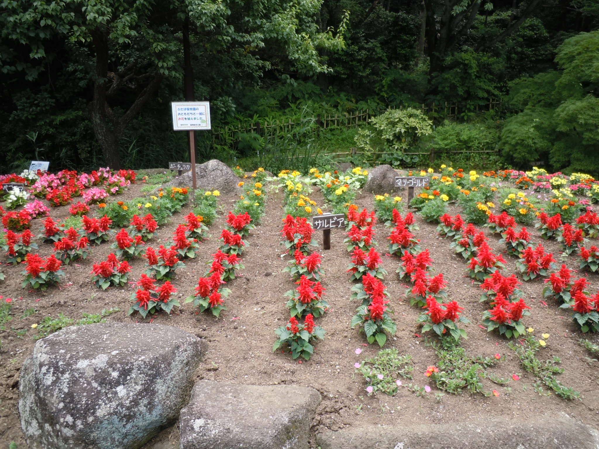 花壇花植え ブログ 富岡総合公園公式サイト 公益財団法人 横浜市緑の協会